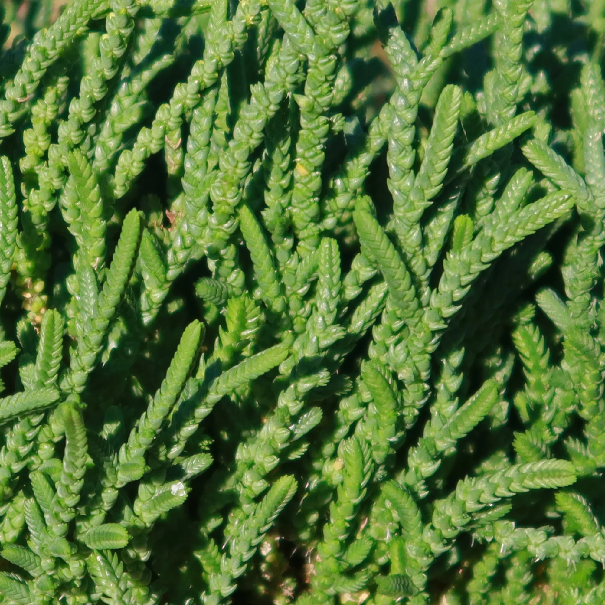 Watch Chain 'Crassula muscosa lycopodioides'