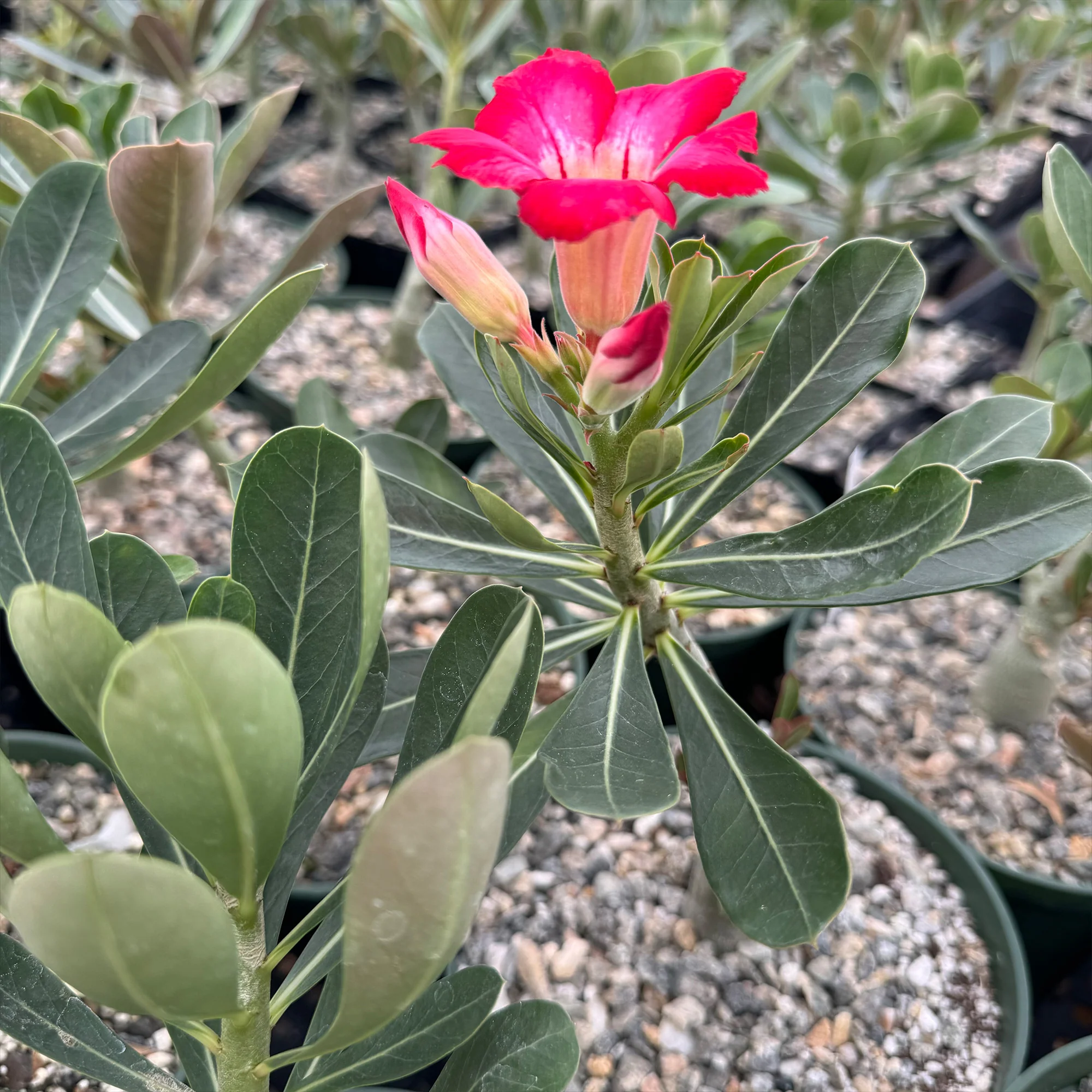 Desert Rose 'Adenium obesum'