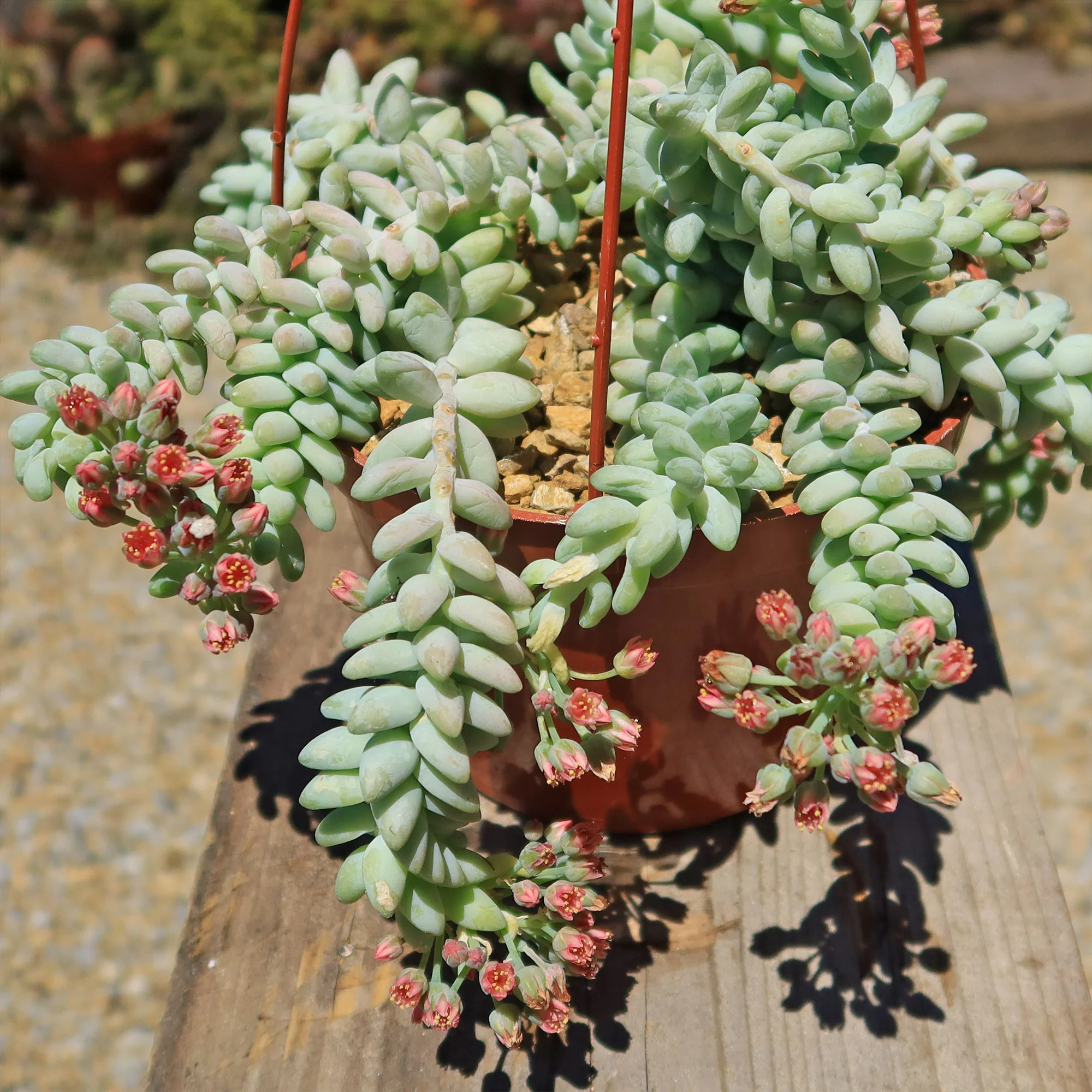 Burro��s Tail Succulent - Sedum morganianum ��Burrito��