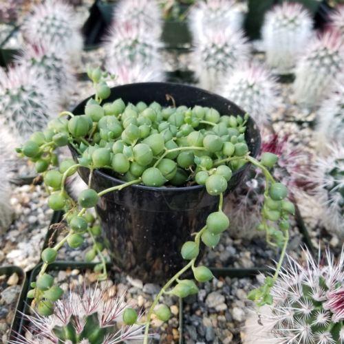String of Pearls 'Senecio rowleyanus'