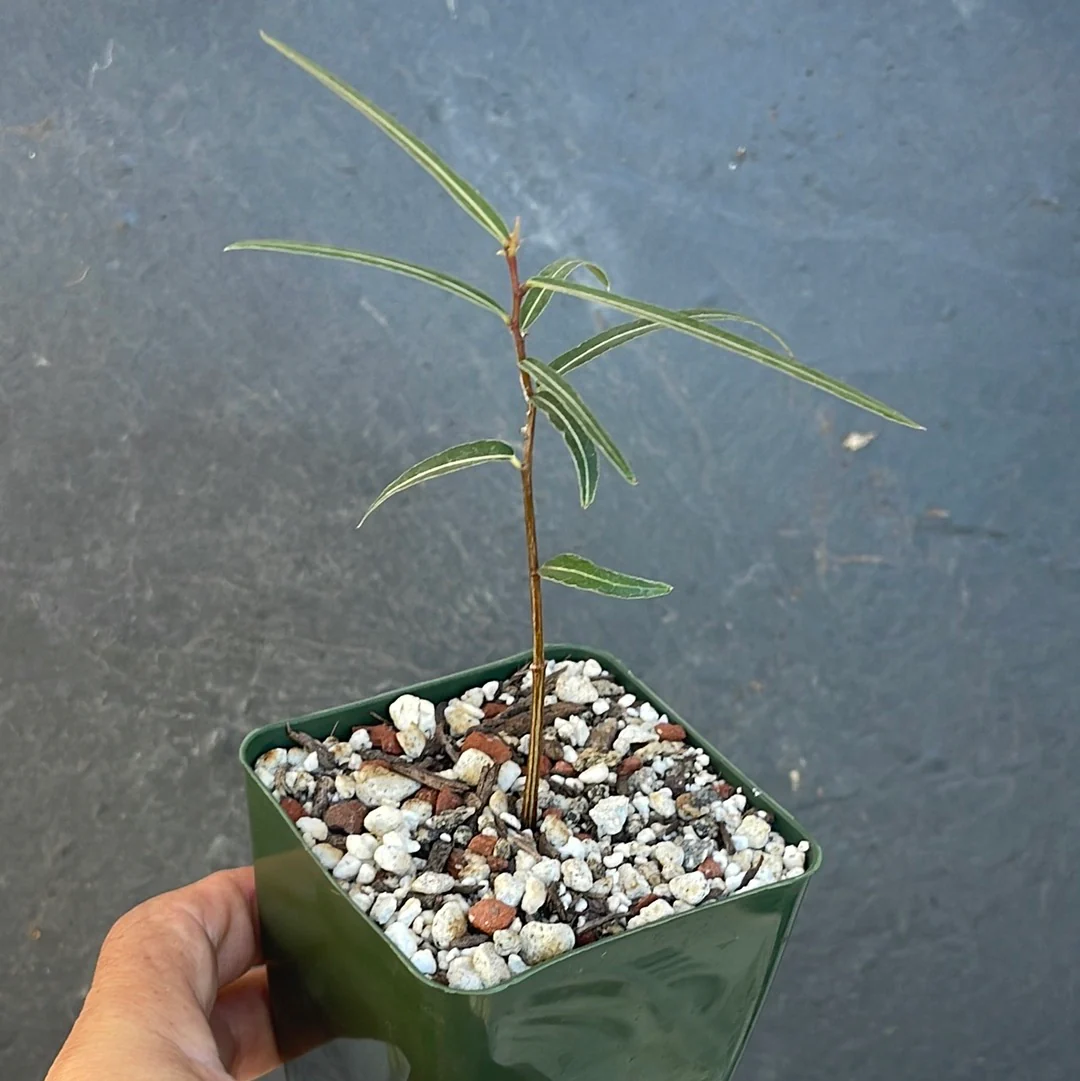 Queensland Bottle Tree 'Brachychiton rupestris'