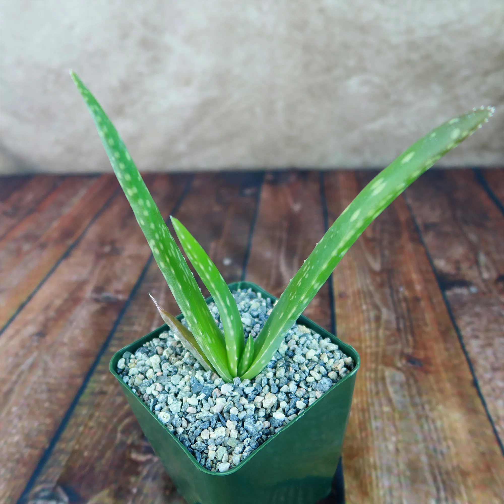 Aloe Vera - Aloe?barbadensis 'miller'