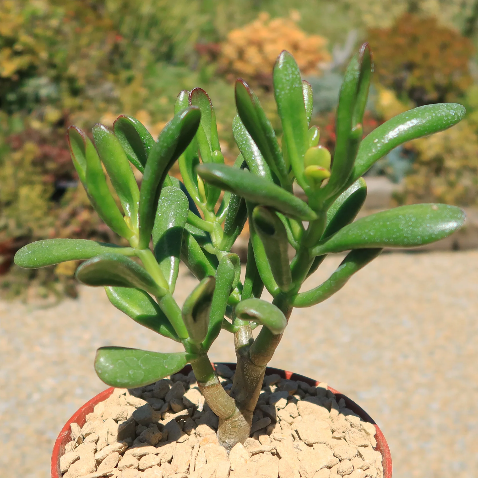 Jade Bonsai Tree -  Crassula ovata 'Hobbit'