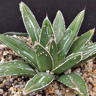 Agave Victoriae Reginae ��Queen Victoria Agave��