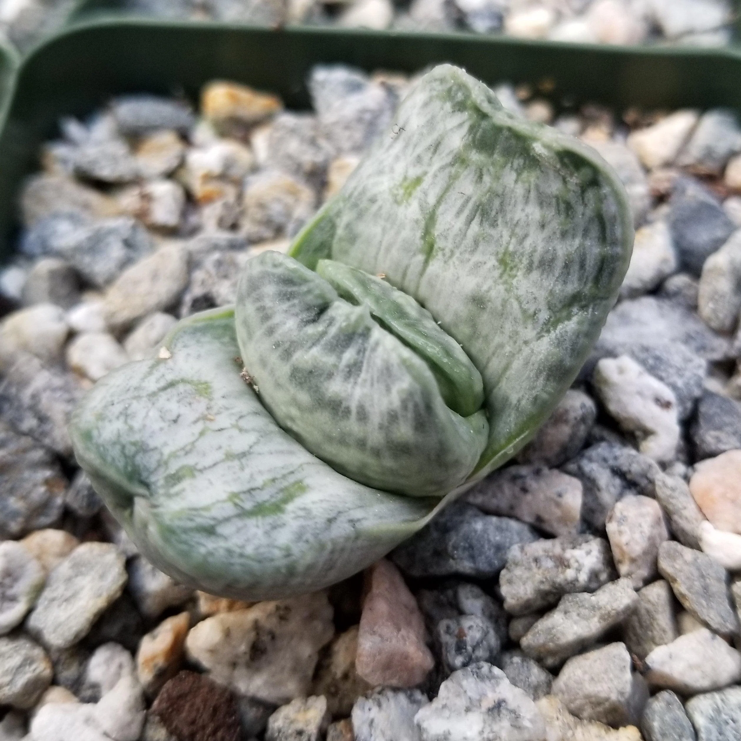 Gasteria sakura fuji