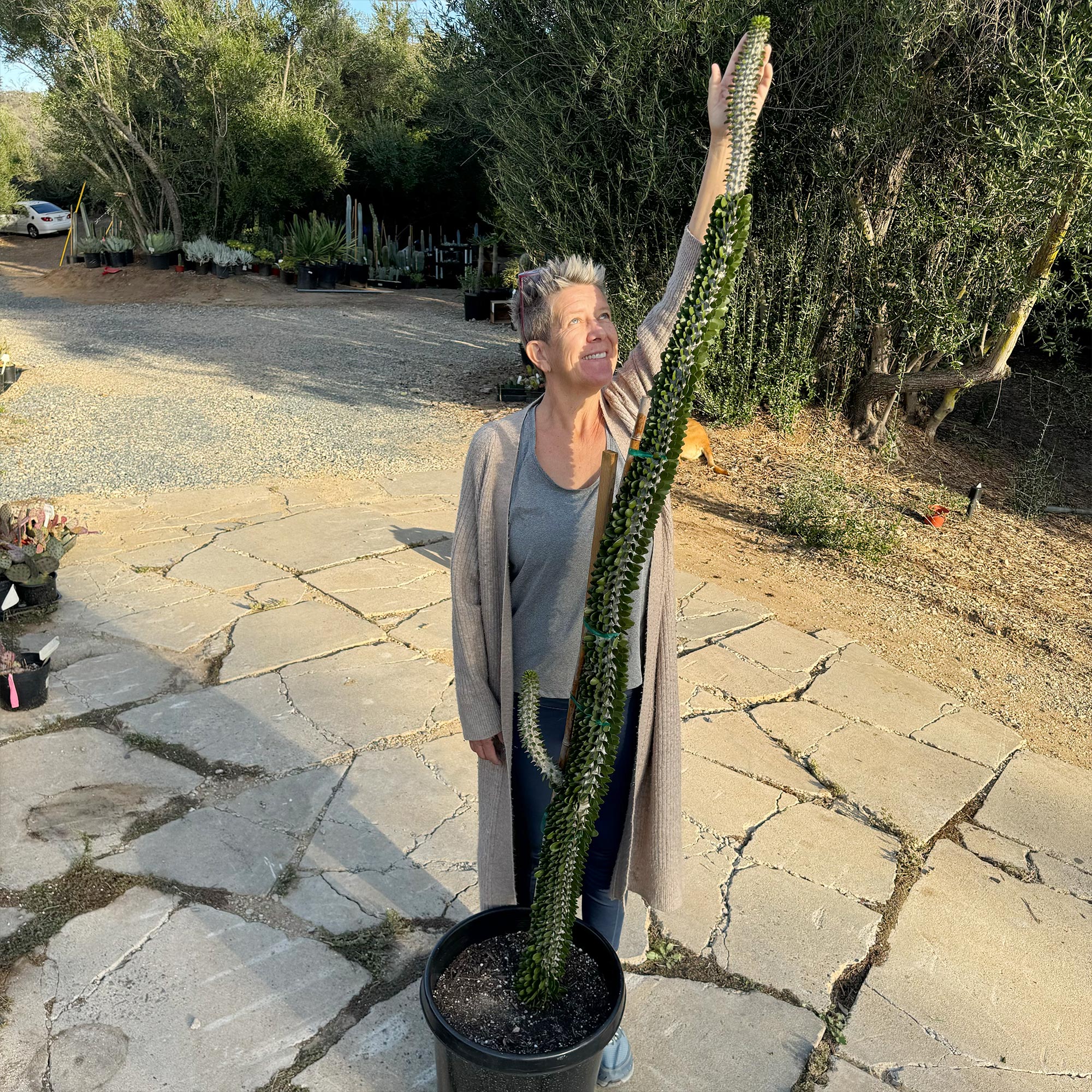 Madagascar ocotillo 'Alluaudia procera'