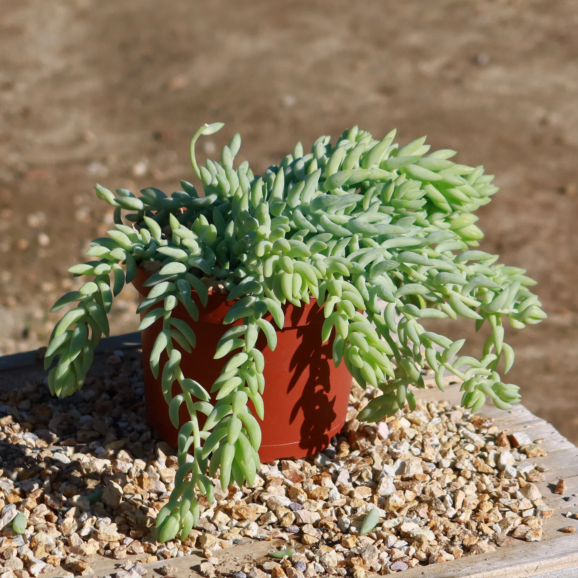Donkey Tail Plant 'Sedum morganianum'
