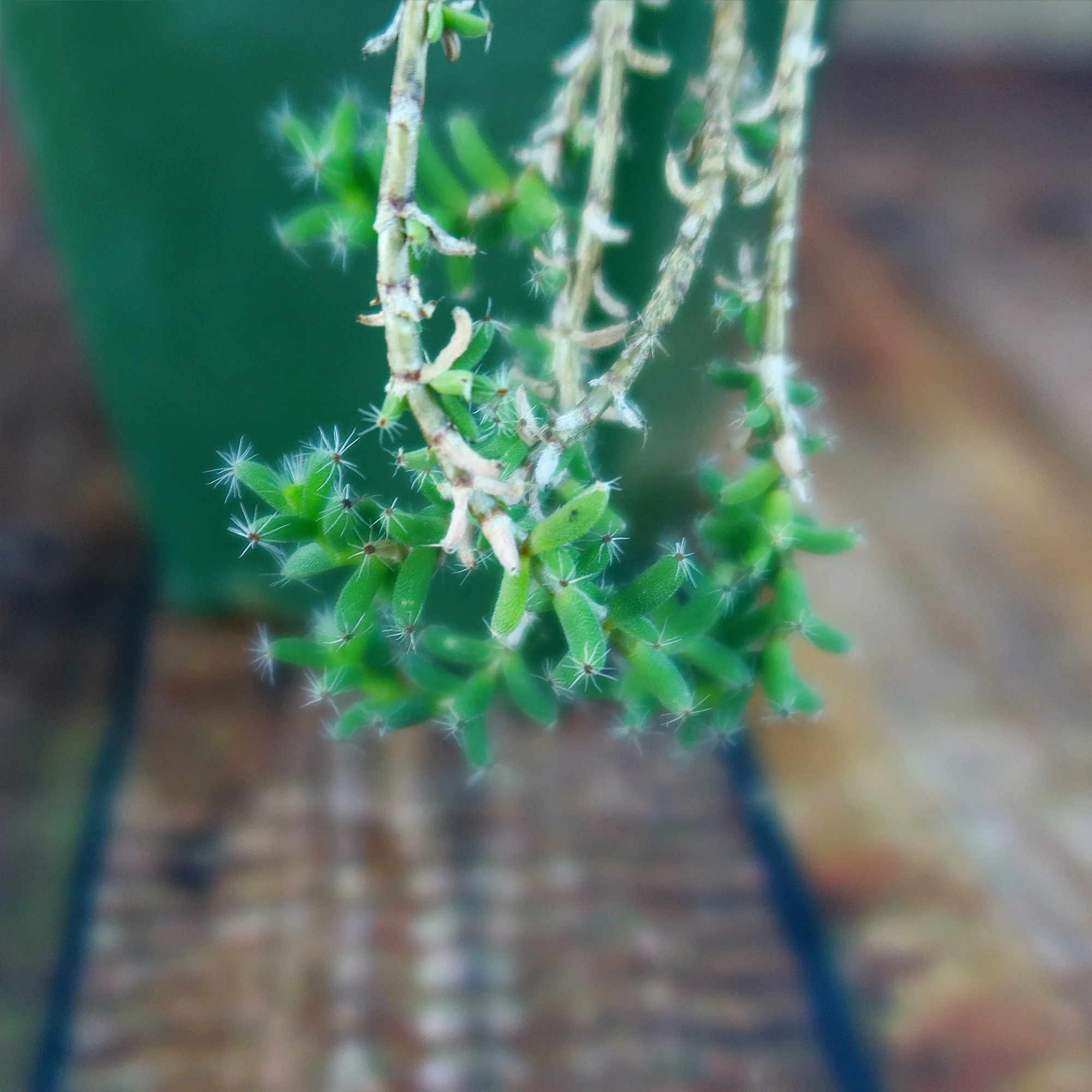 Trichodiadema bulbosom