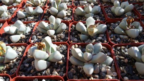 Lapidaria margarethae
