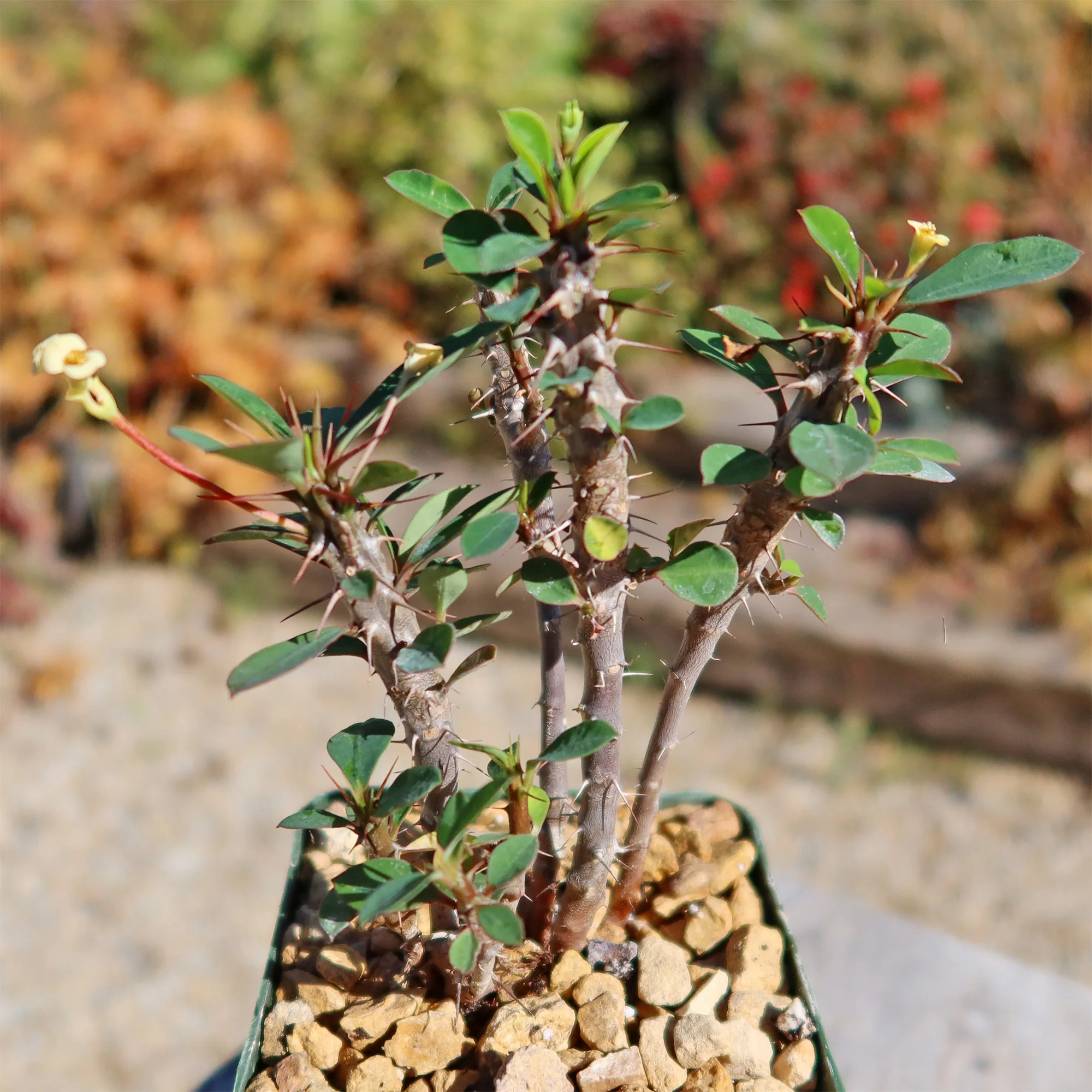 Euphorbia milii Yellow �C Crown of Thorns