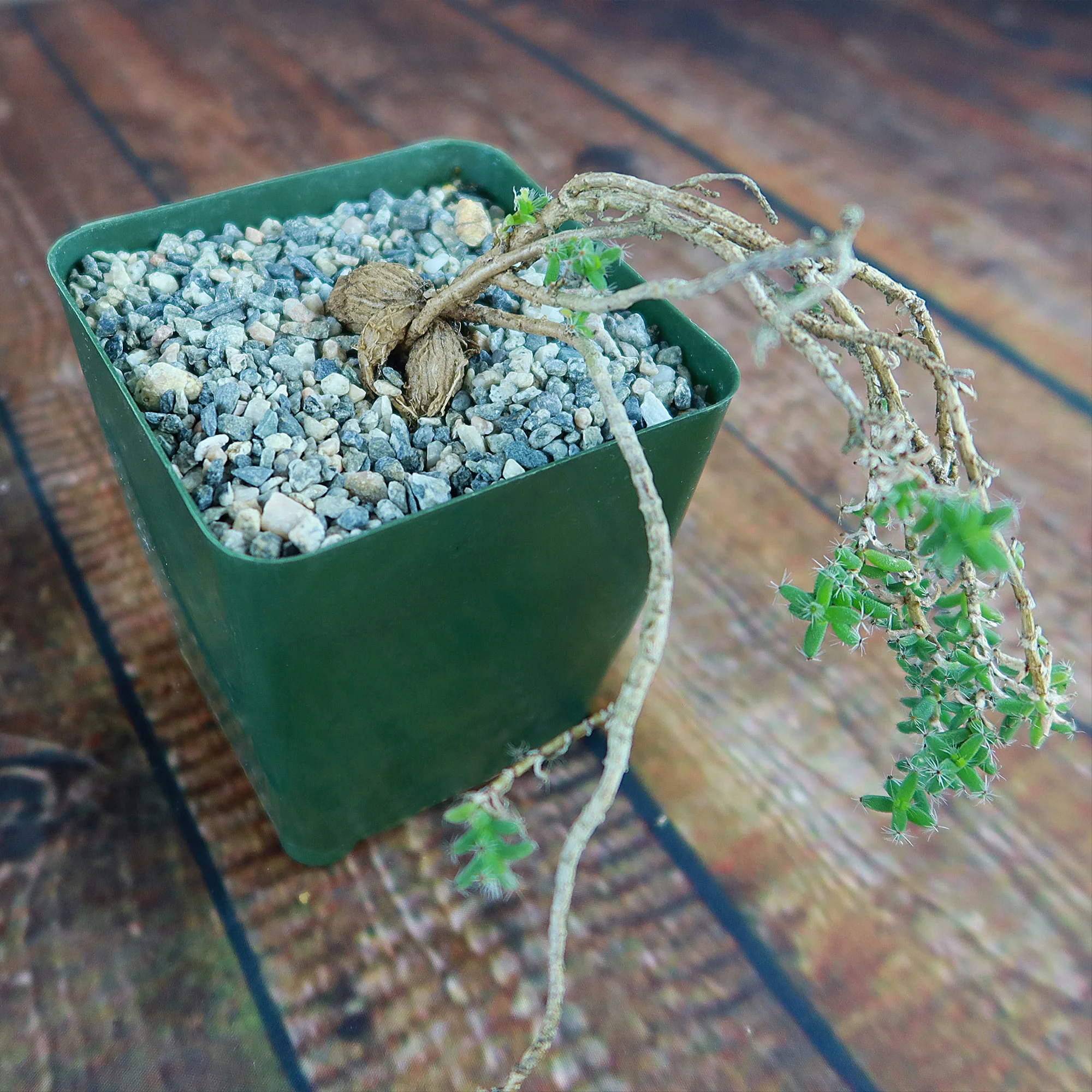 Trichodiadema bulbosom