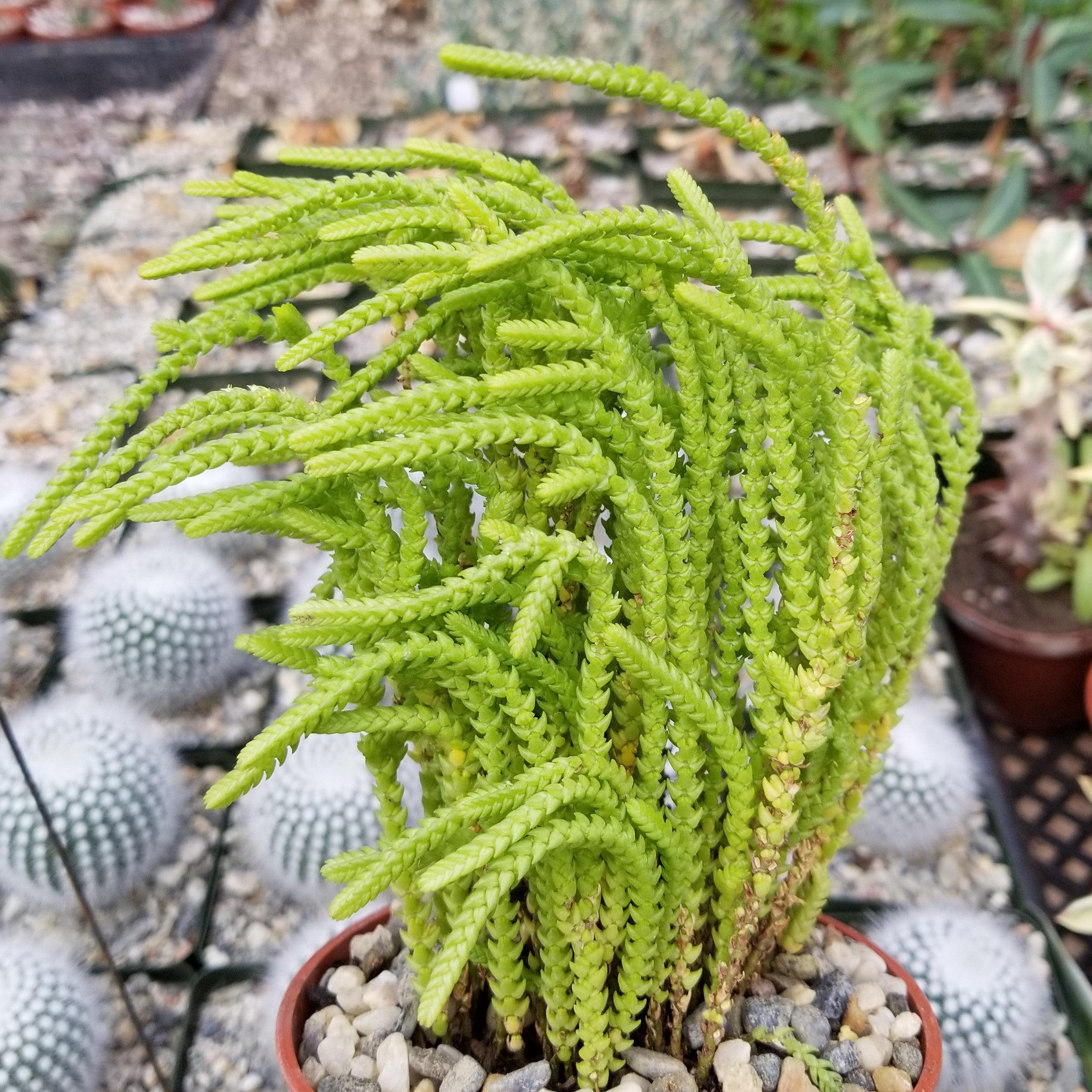 Watch Chain 'Crassula muscosa lycopodioides'