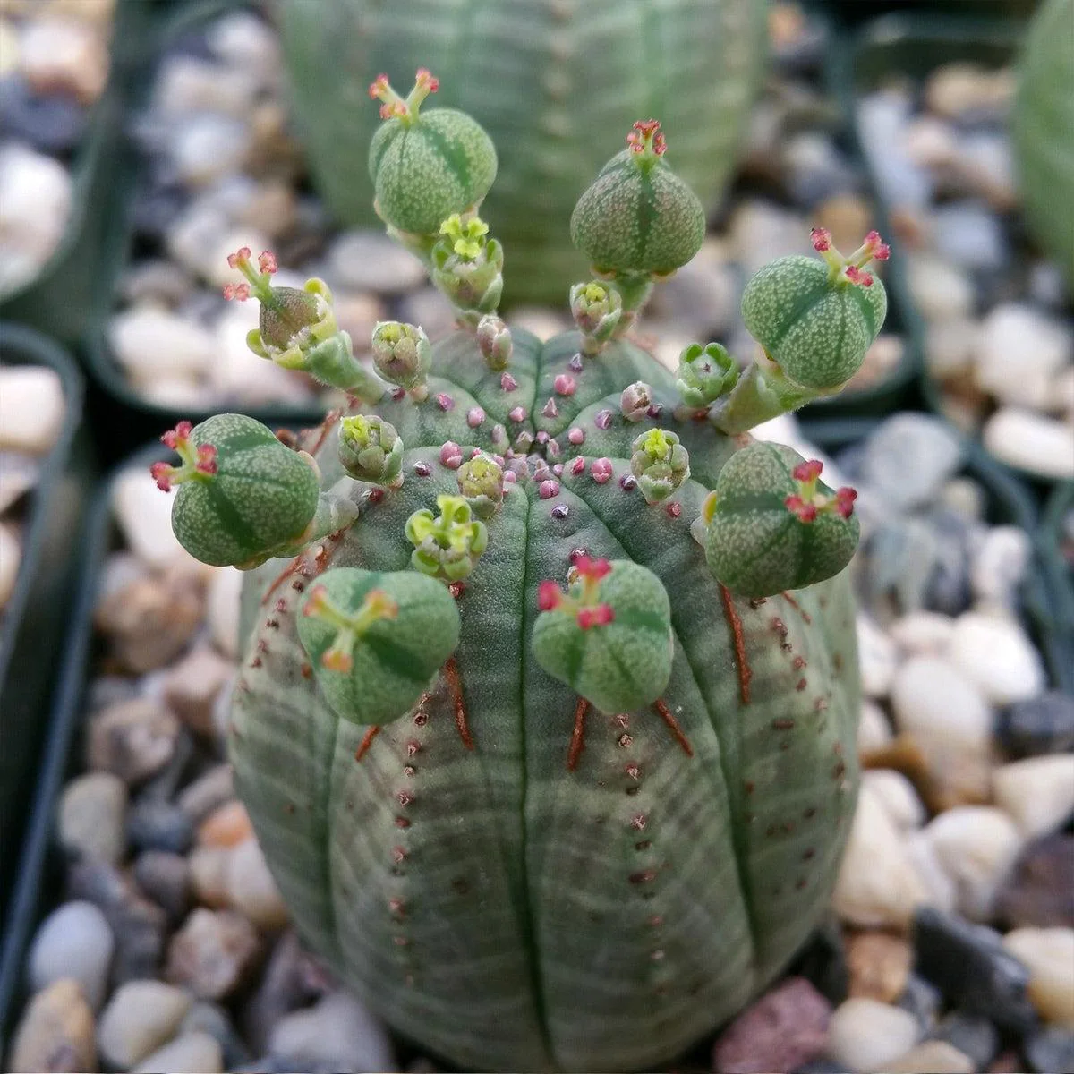 Baseball Plant 'Euphorbia obesa'