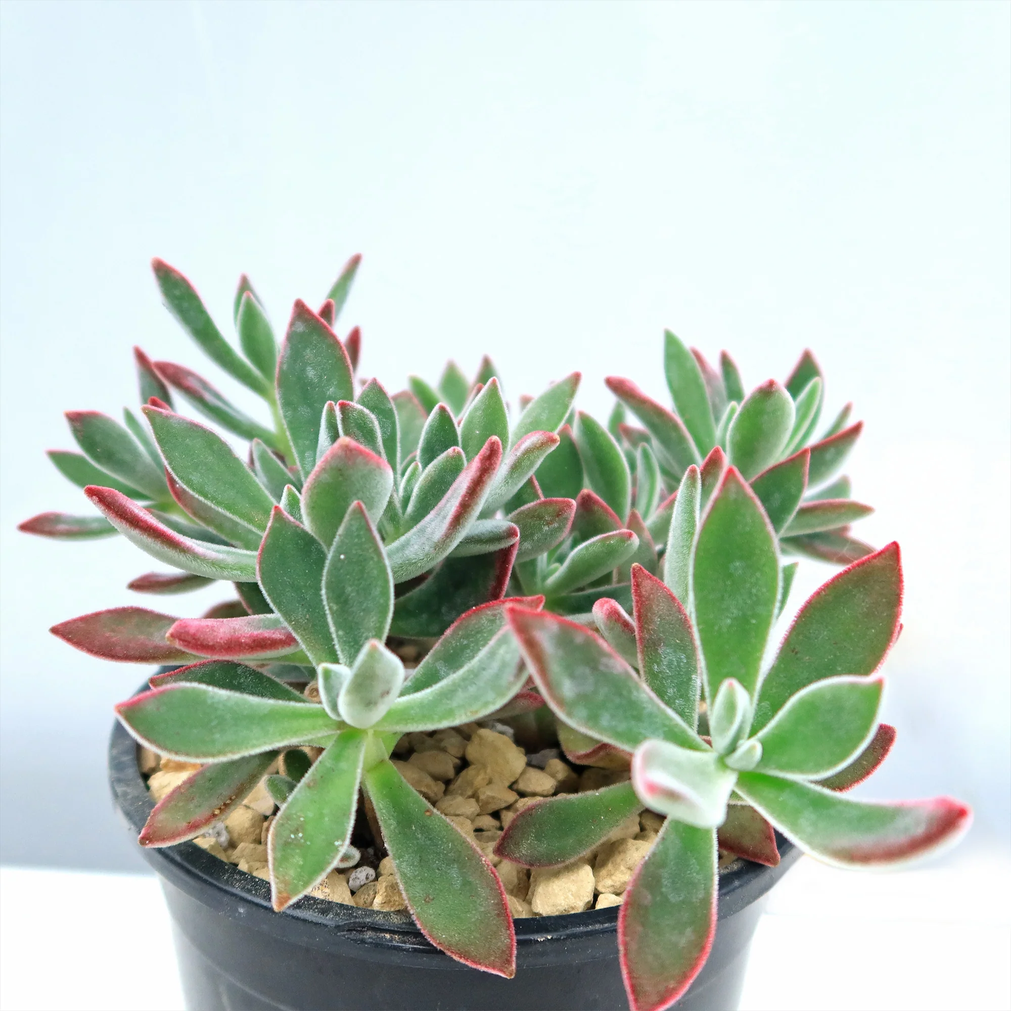 Ruby Slipper Succulent ��Echeveria harmsii��
