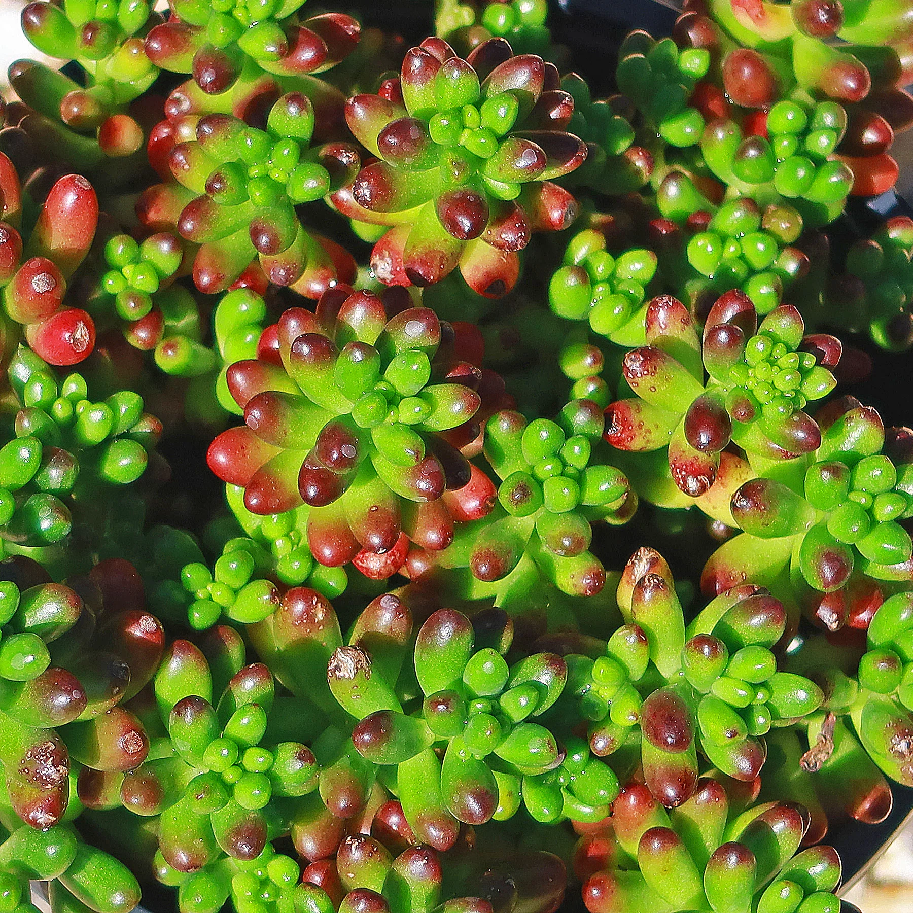 Jelly Bean Succulent 'Sedum rubrotinctum'