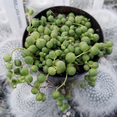 String of Pearls 'Senecio rowleyanus'