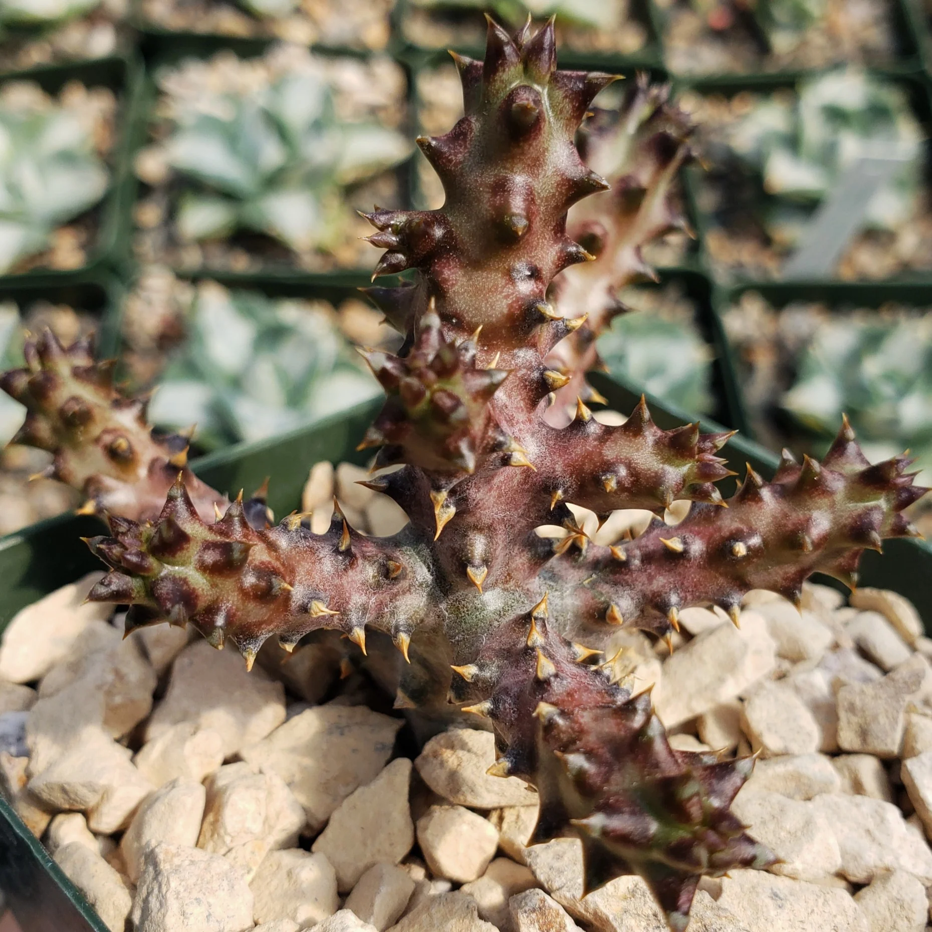 Persian Carpet Flower �C Edithcolea grandis