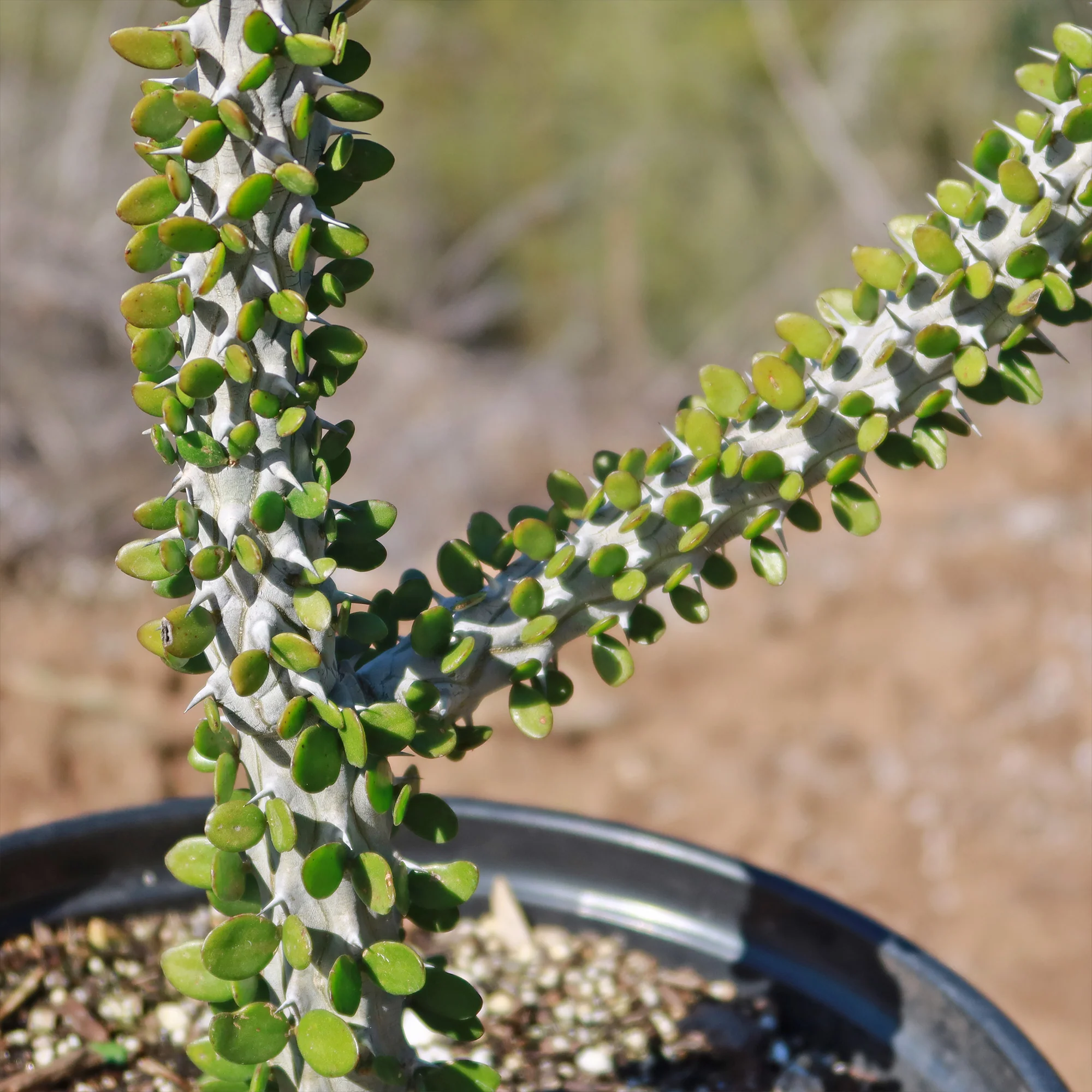 Madagascar ocotillo 'Alluaudia procera'