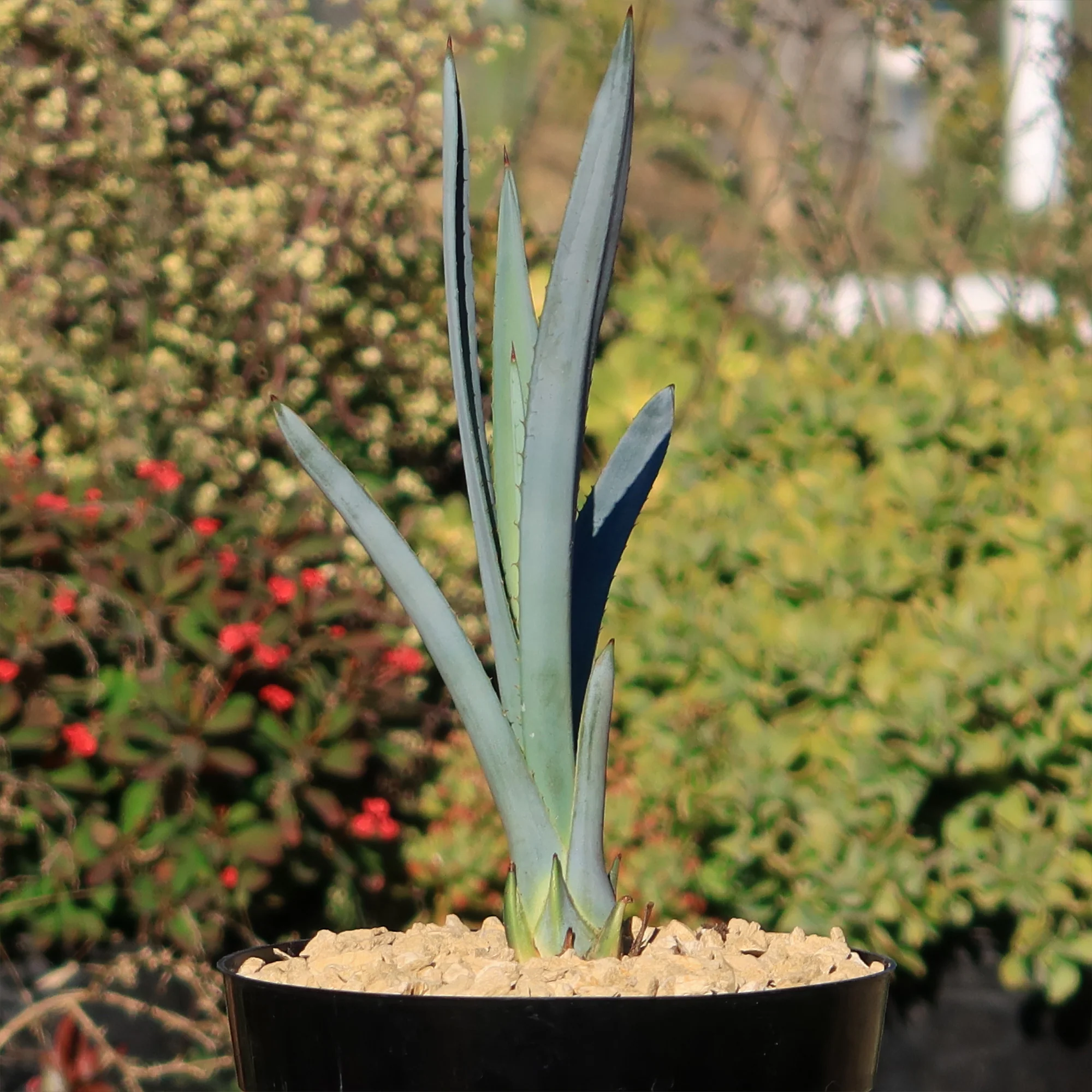 Blue agave - Agave Tequilana 'Tequila Plant'