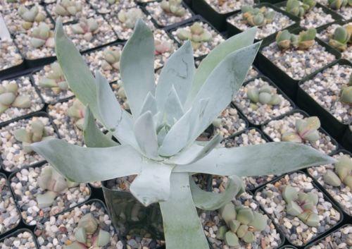 Giant Chalk Dudleya ��Dudleya brittonii��