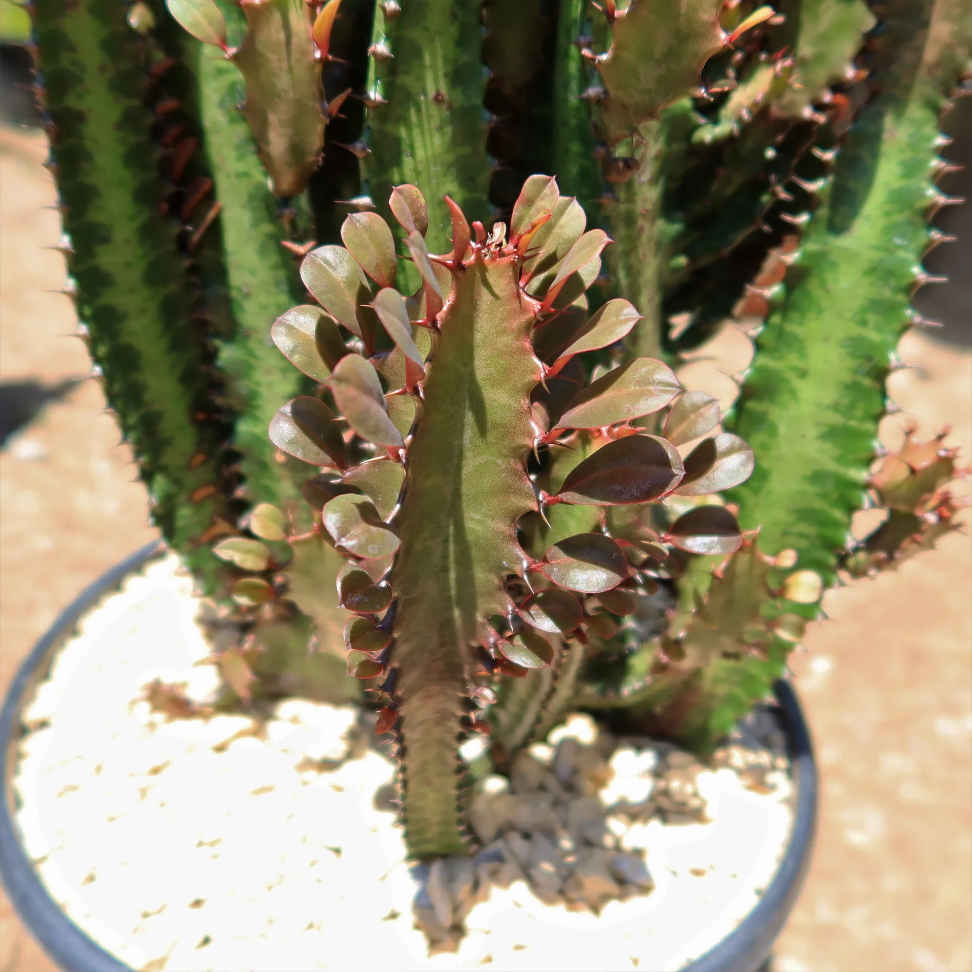 African Milk Tree - Euphorbia trigona 'Rubra'