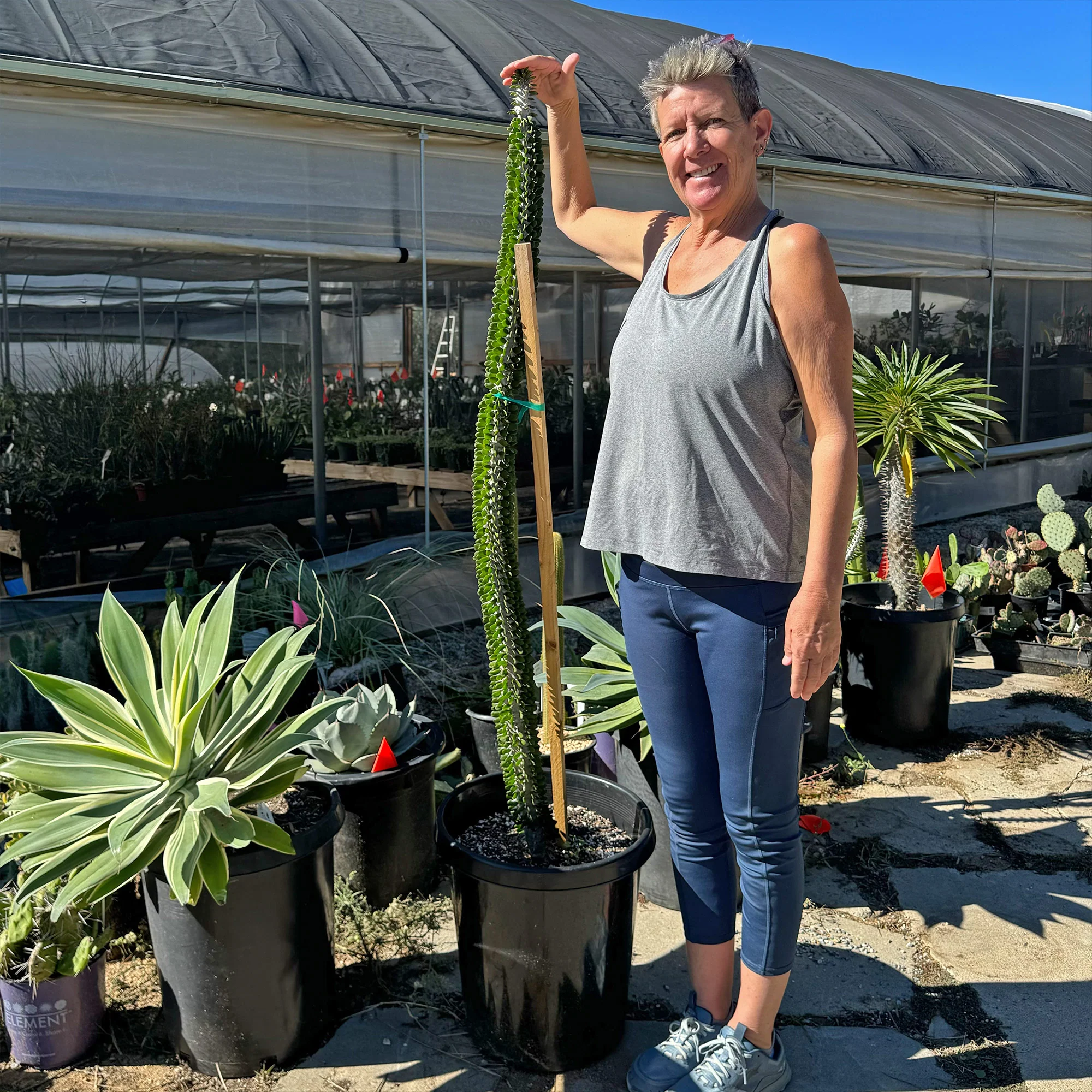 Madagascar ocotillo 'Alluaudia procera'