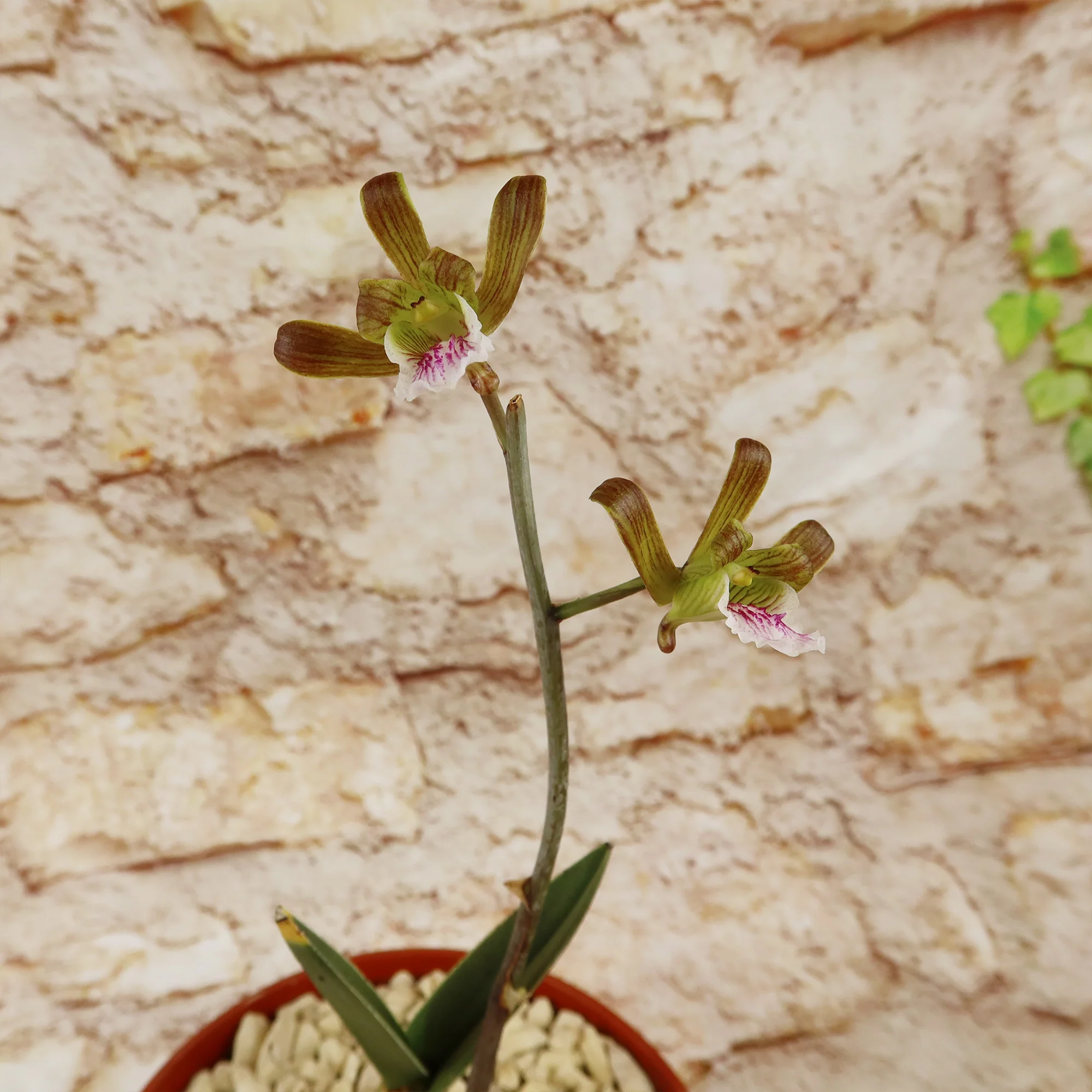 Eulophia petersii Desert Orchid Large