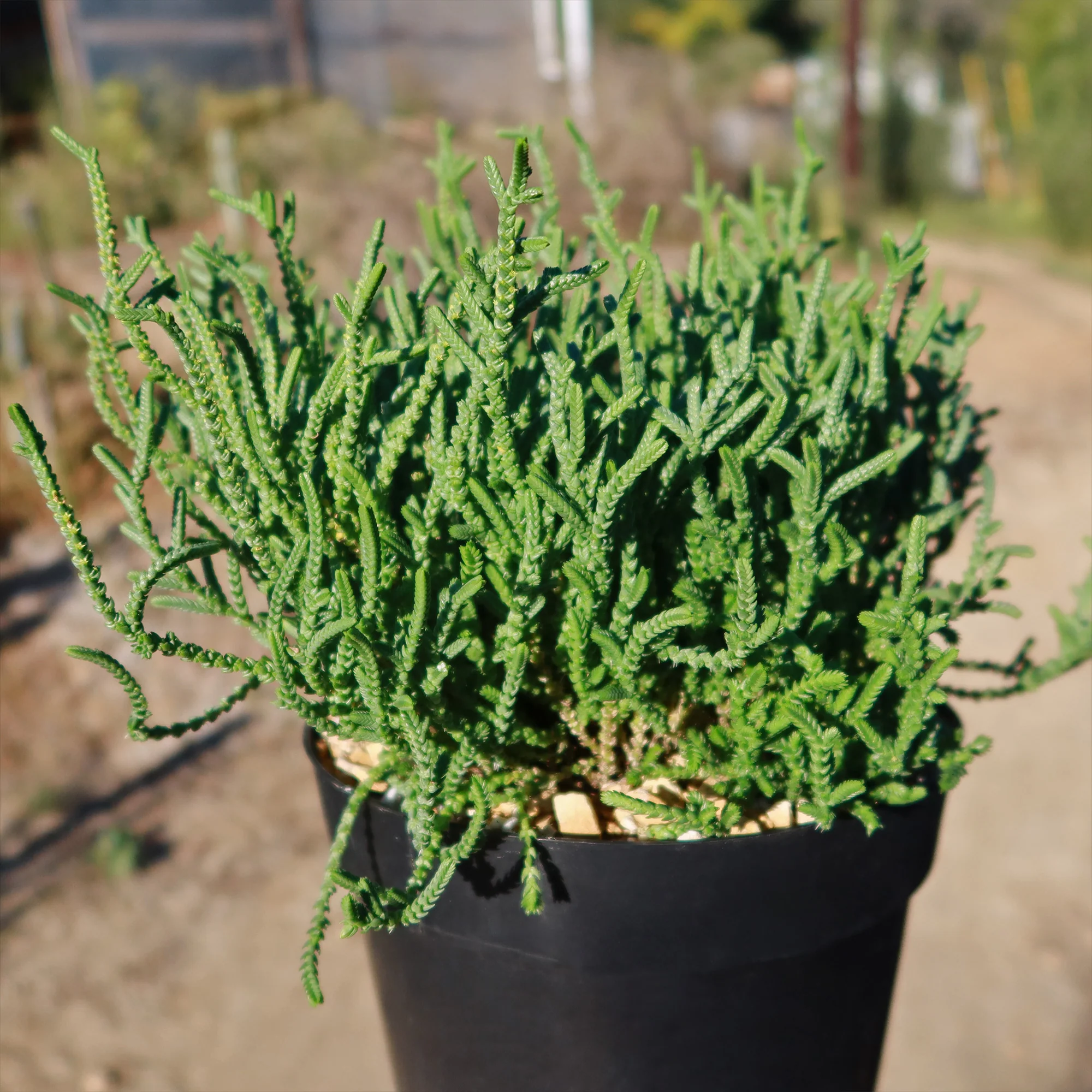 Watch Chain 'Crassula muscosa lycopodioides'