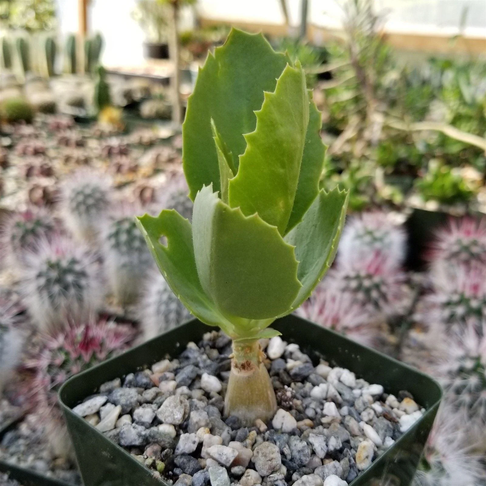 Cyphostemma cirrhosum