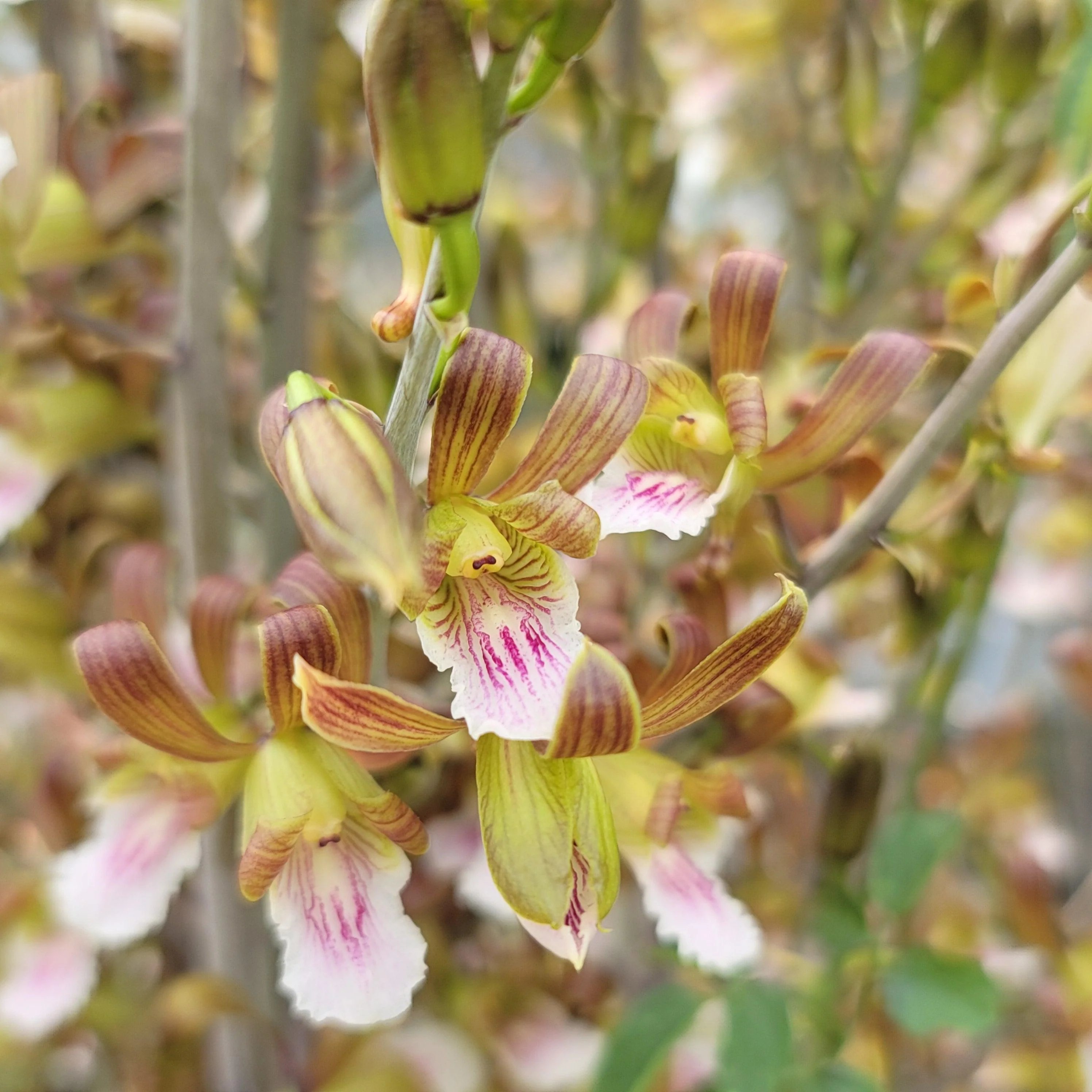 Eulophia petersii Desert Orchid Large