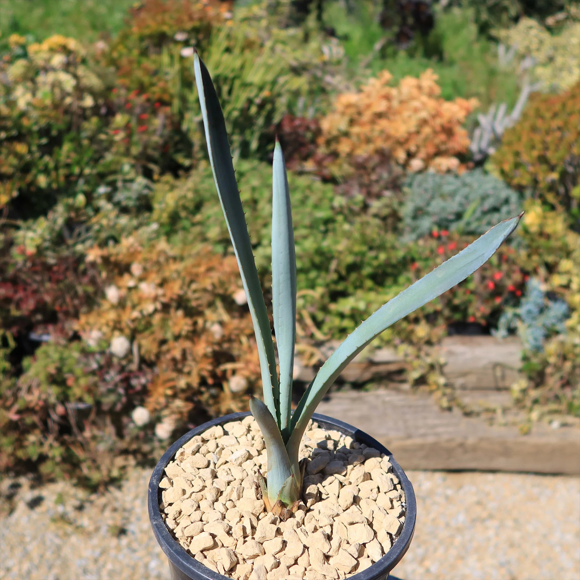 Blue agave - Agave Tequilana 'Tequila Plant'
