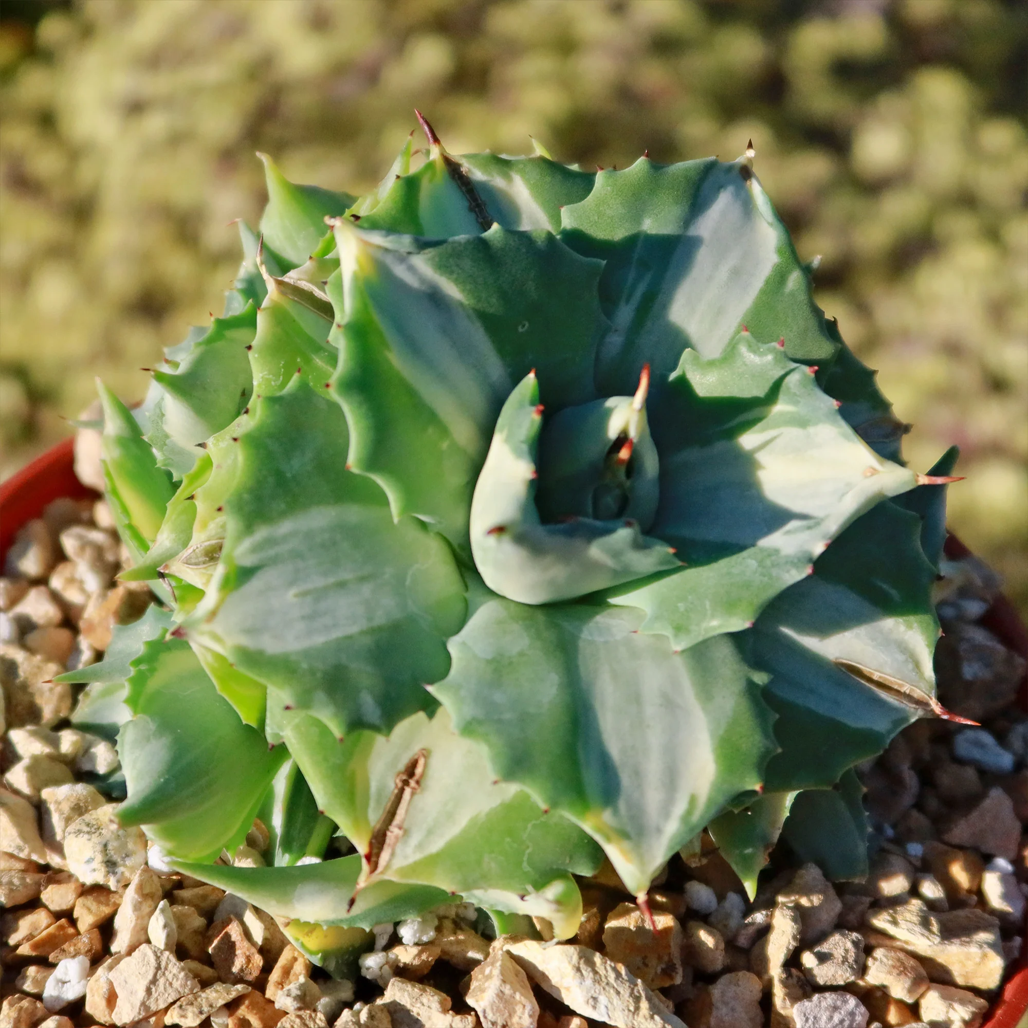 Variegated Dwarf Butterfly Agave - Agave isthmensis 'Ohi Raijin Shiro Nakafu'