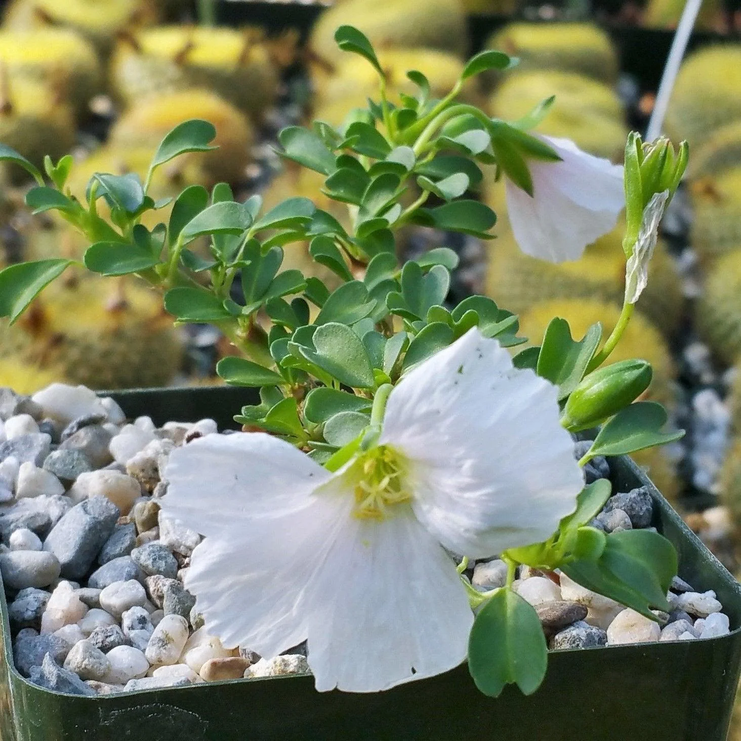 Sarcocaulon vanderietiae