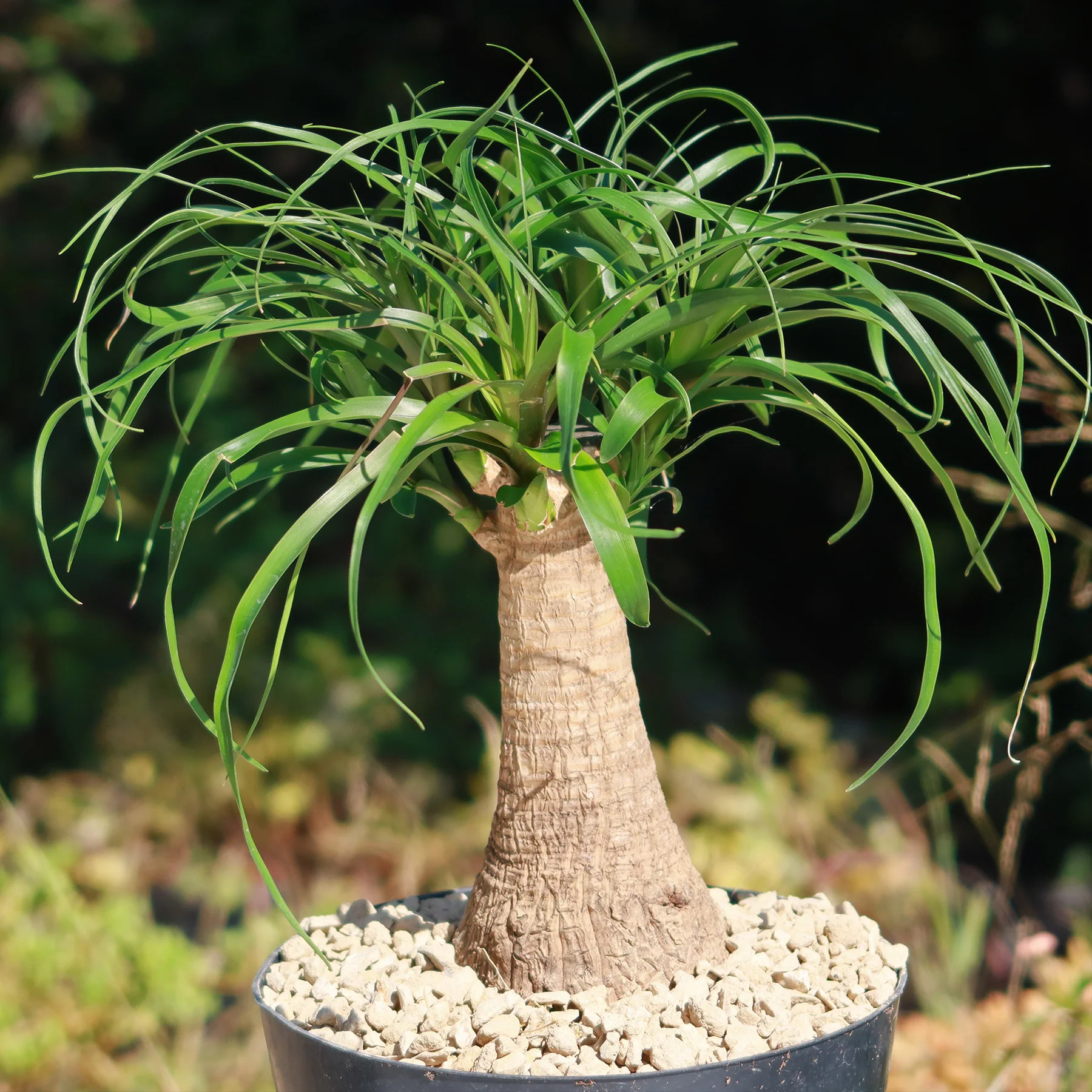 Ponytail palm 'Beaucarnea recurvata'