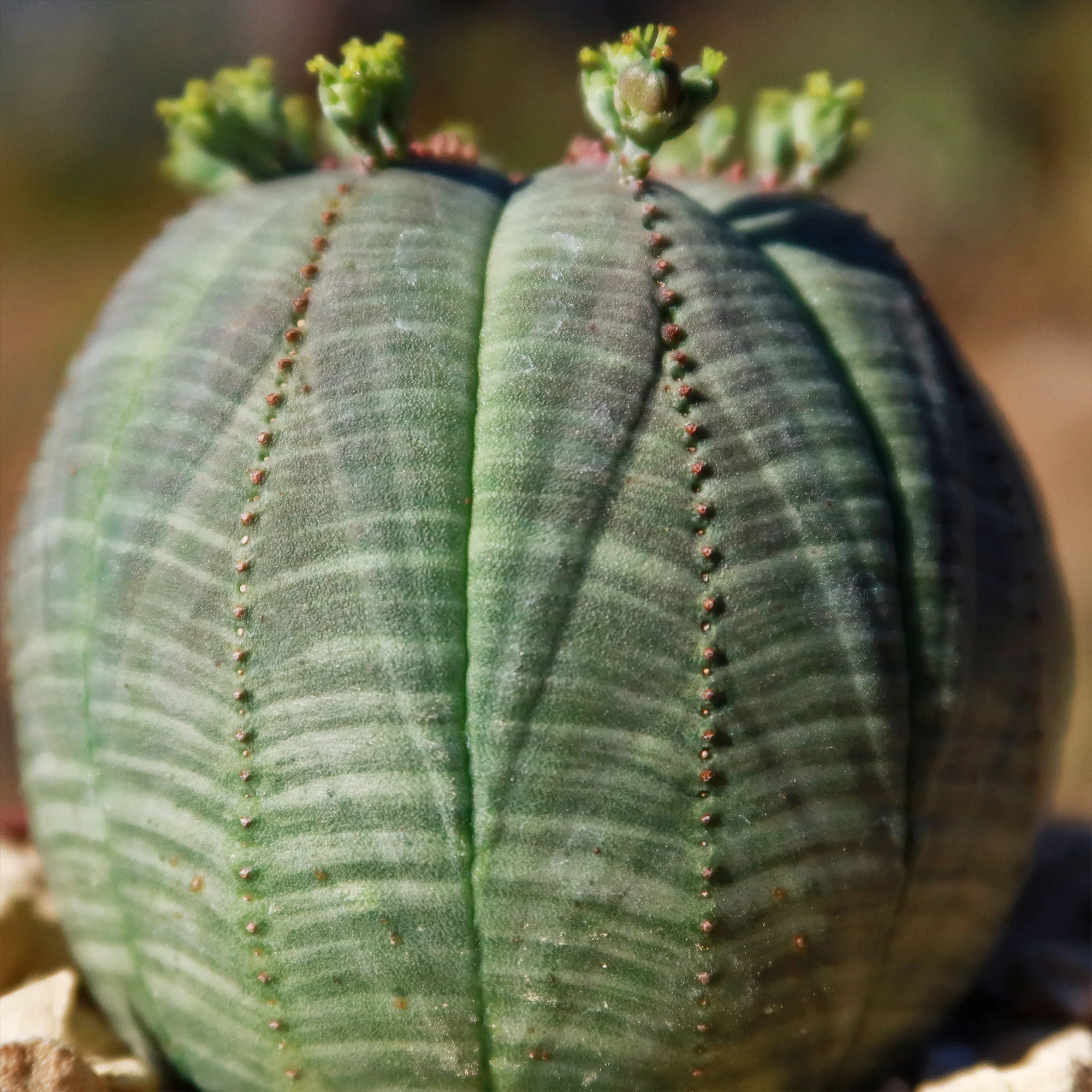 Baseball Plant 'Euphorbia obesa'