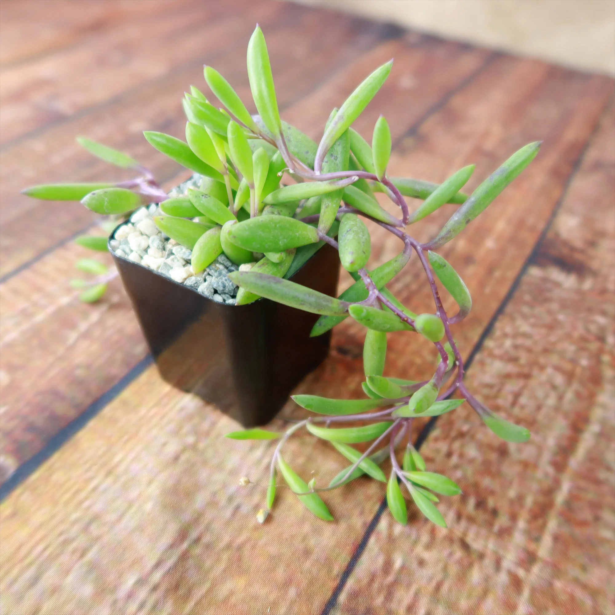 Ruby Necklace Plant 'Othonna capensis'