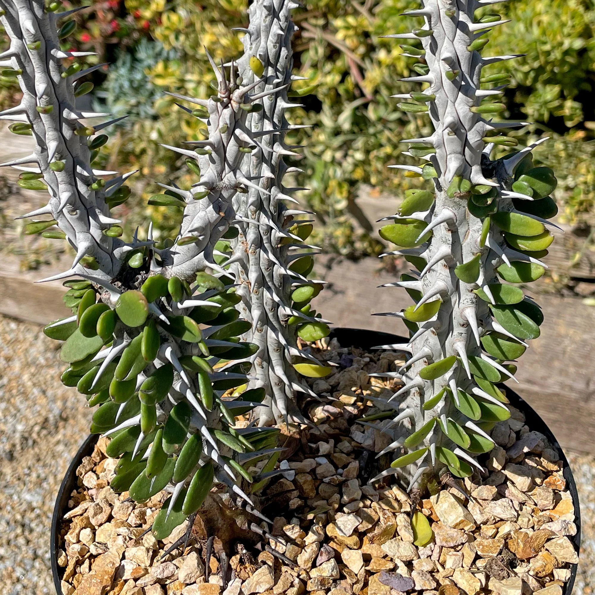 Madagascar ocotillo 'Alluaudia procera'