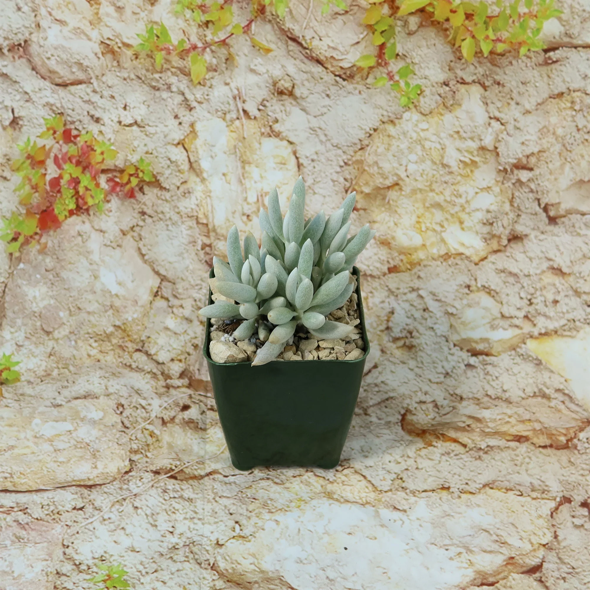 Cocoon Plant, Woolly Senecio - Senecio haworthii