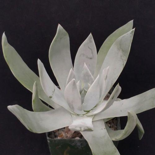Giant Chalk Dudleya ��Dudleya brittonii��
