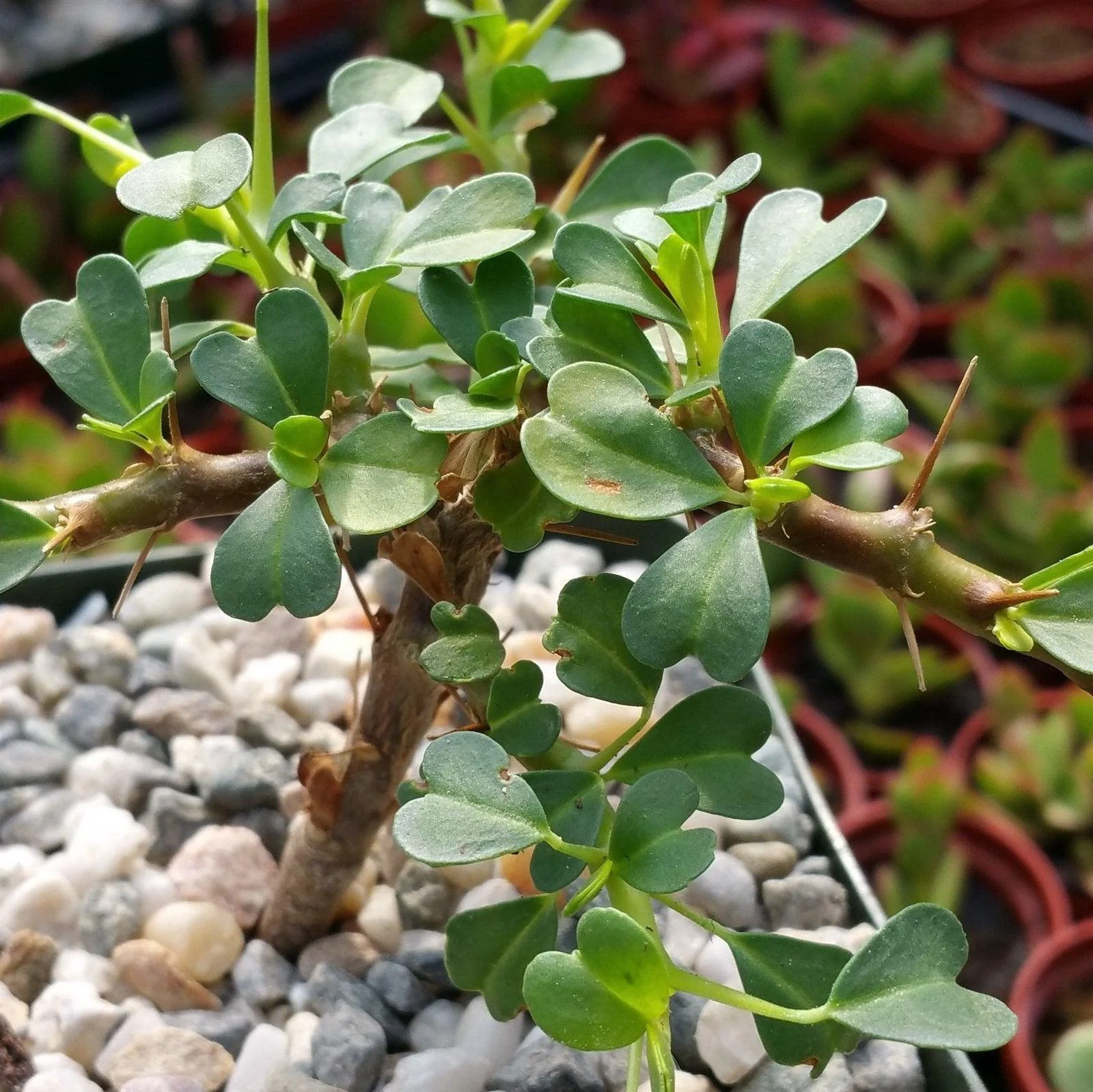 Sarcocaulon vanderietiae