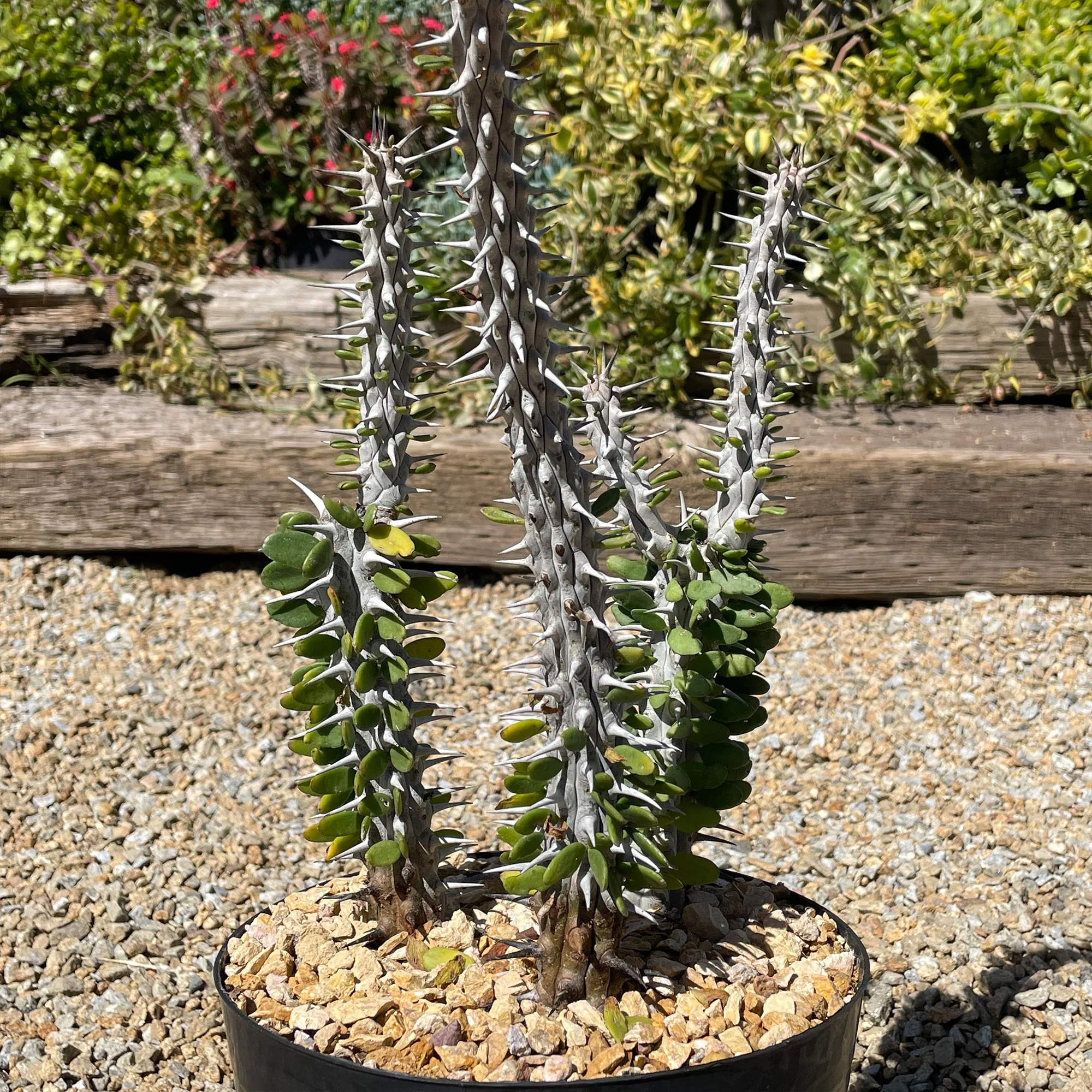 Madagascar ocotillo 'Alluaudia procera'