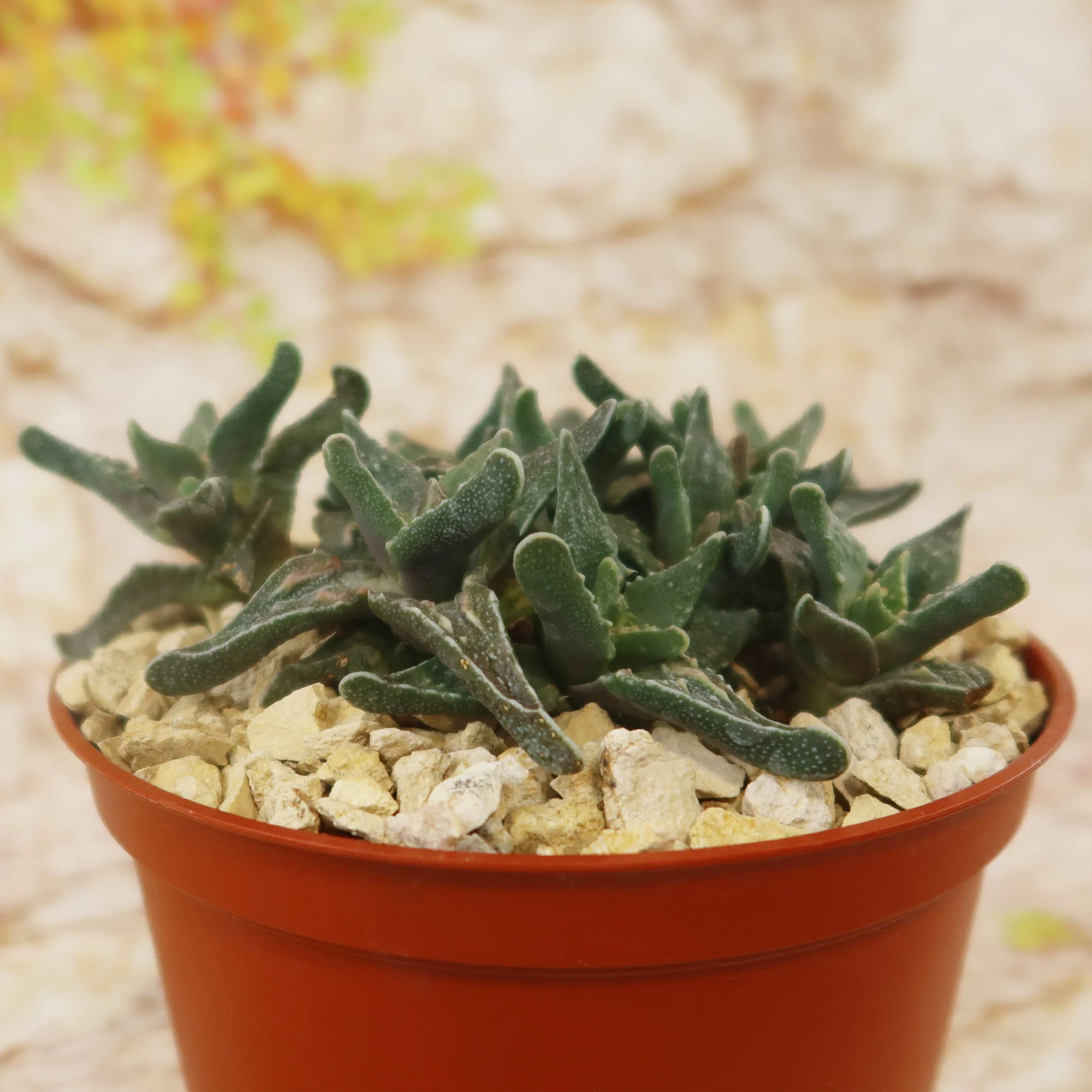 Faucaria tuberculosa soto
