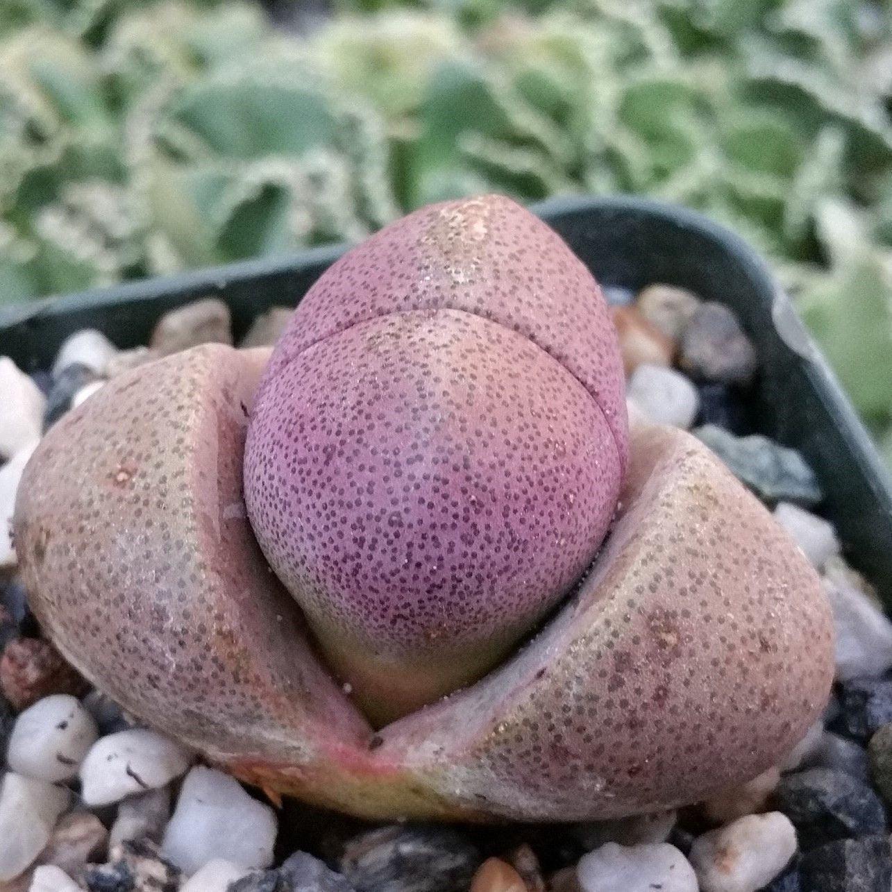Pleiospilos nelii Royal Flush