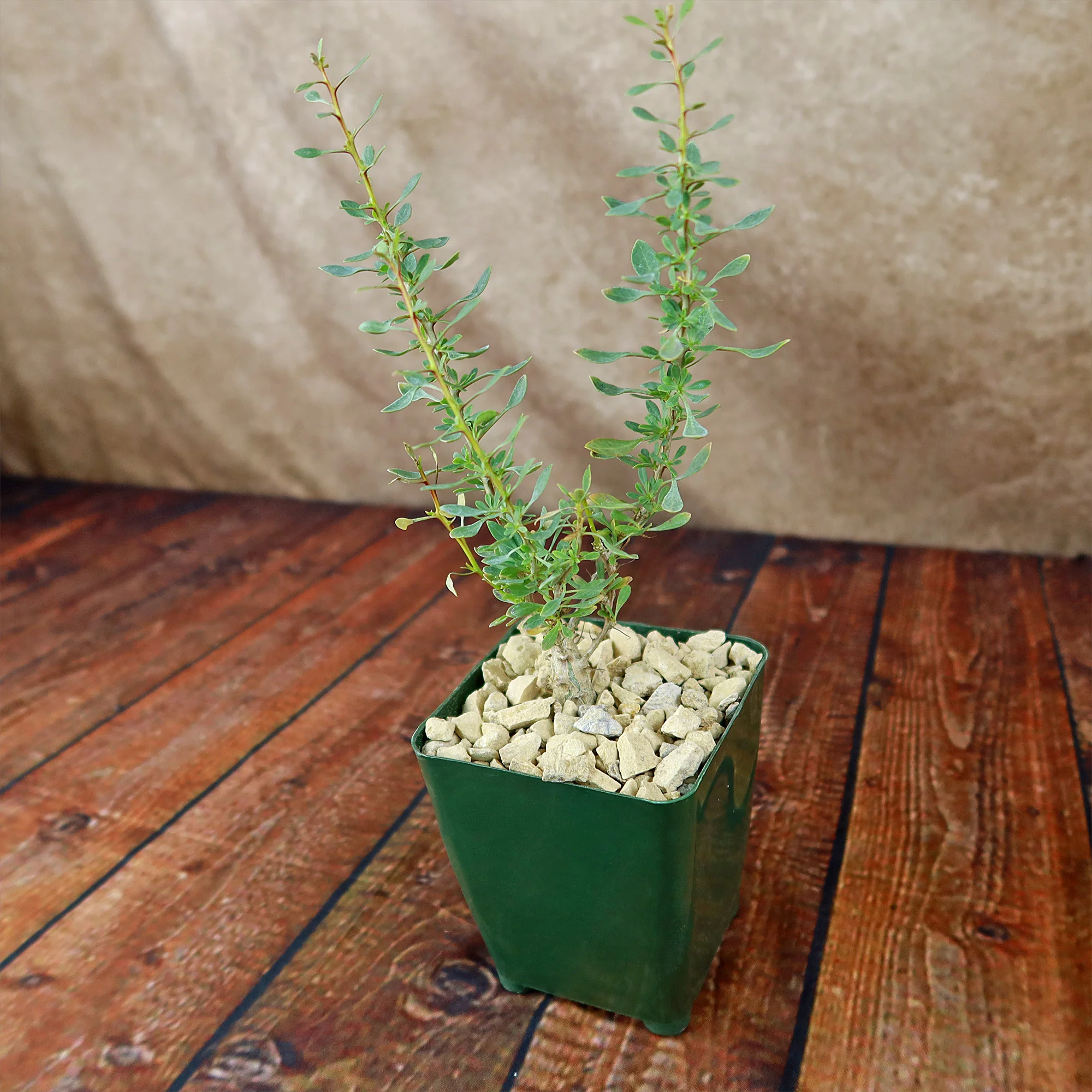 Idria columnaris boojum tree