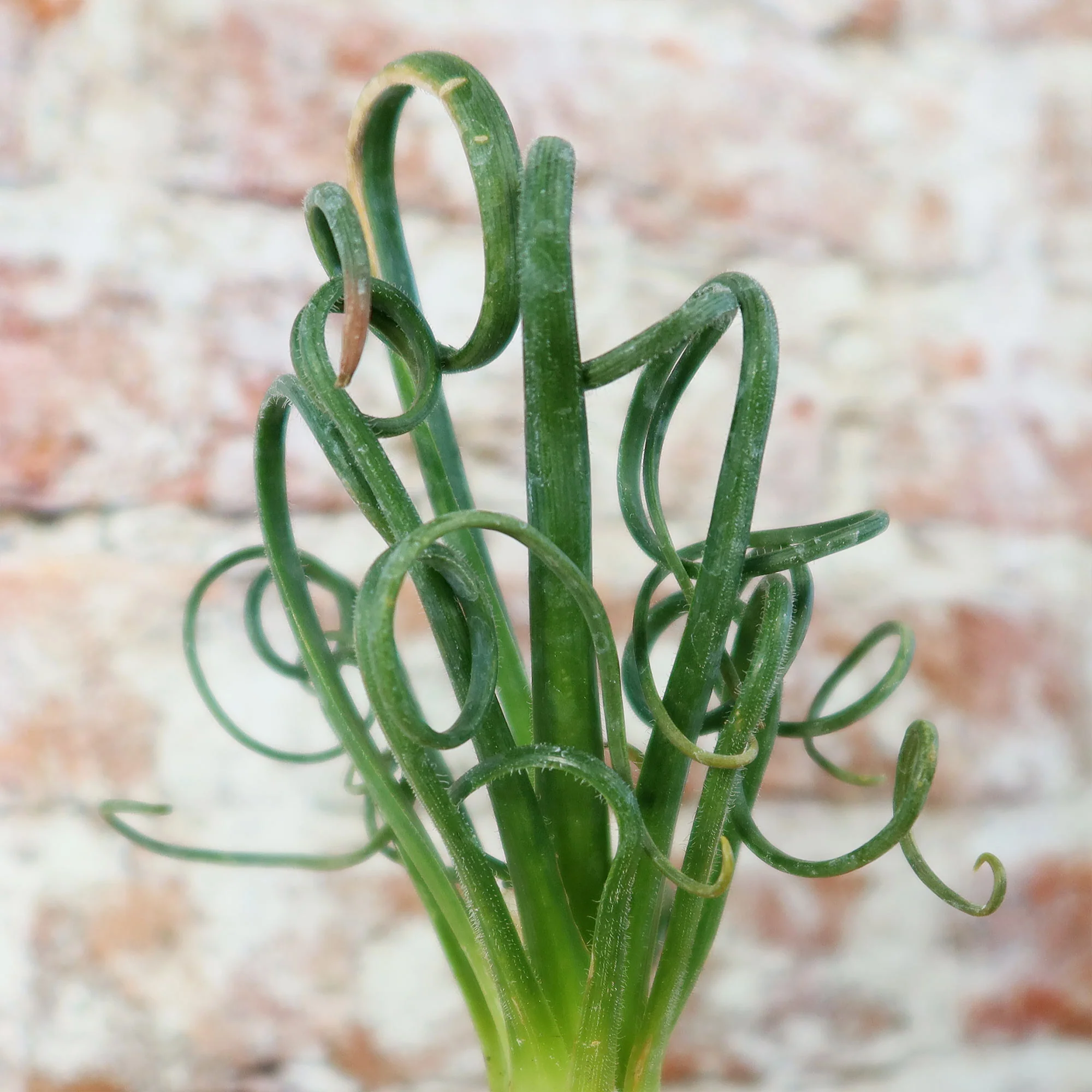 Frizzle Sizzle Plant - Albuca spiralis