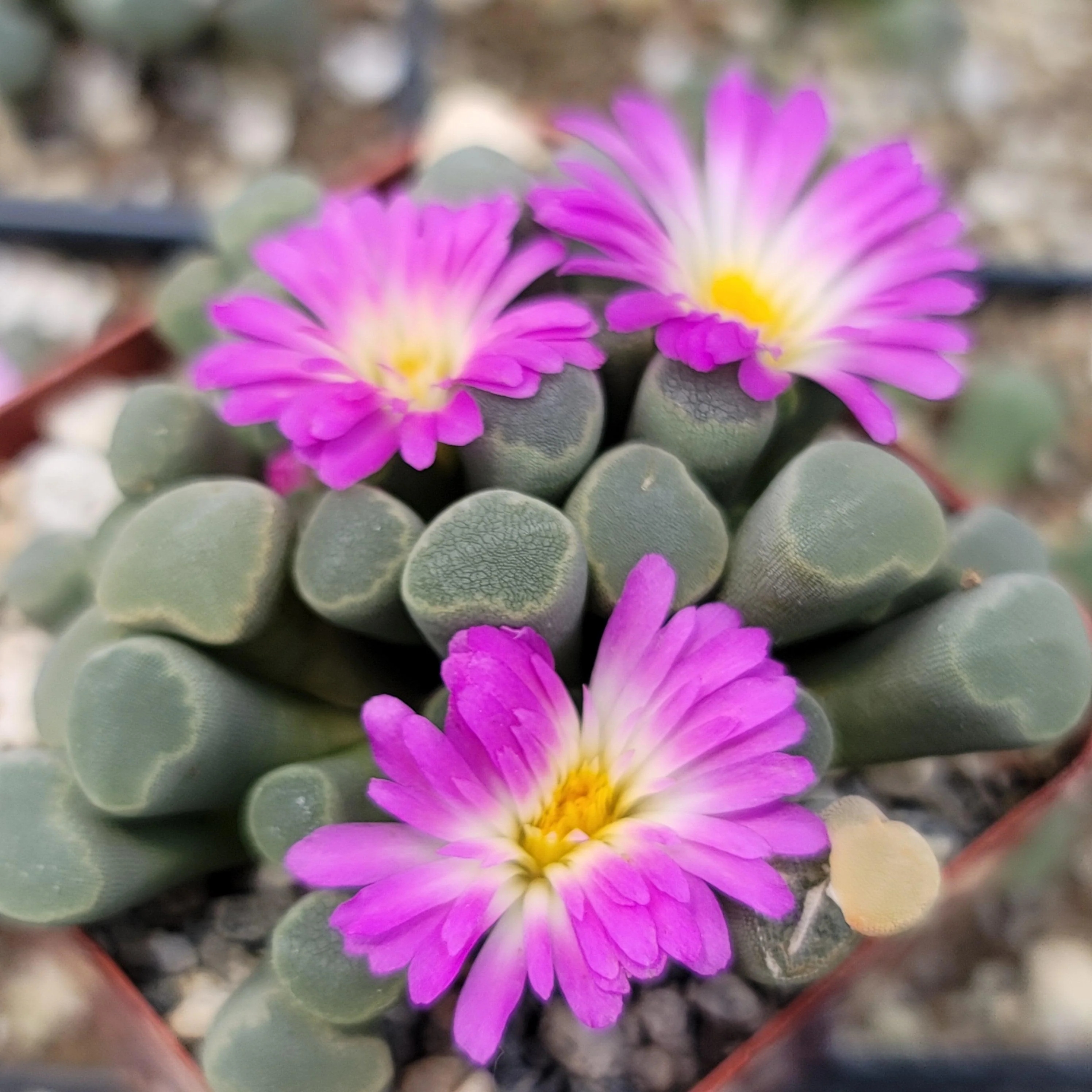 Fairy Elephant's Feet - Frithia Pulchra