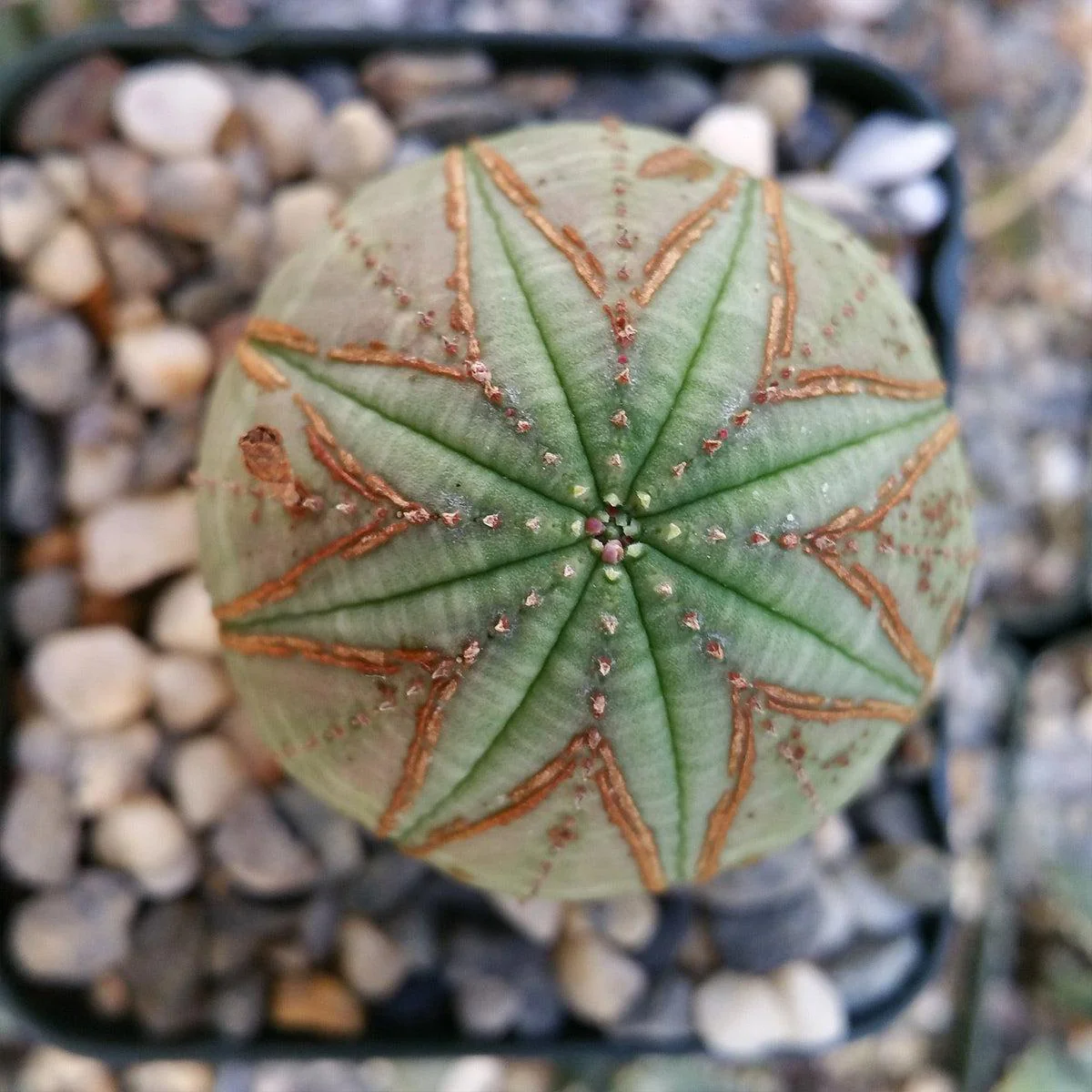 Baseball Plant 'Euphorbia obesa'