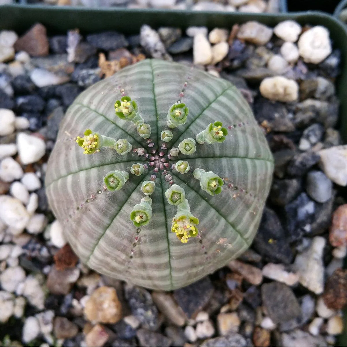 Baseball Plant 'Euphorbia obesa'
