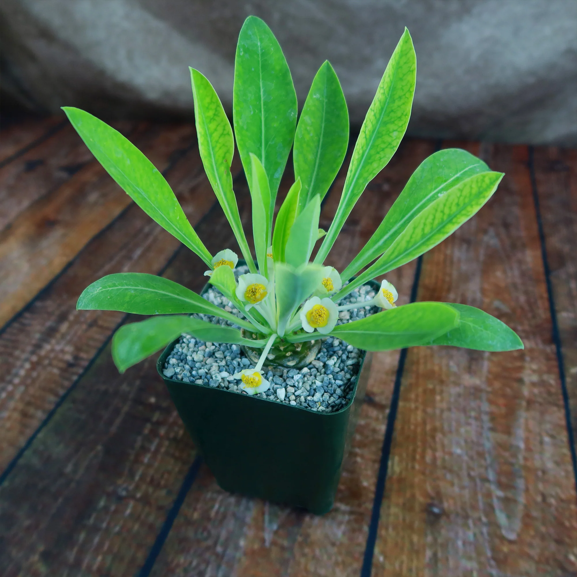 Euphorbia bupleurifolia