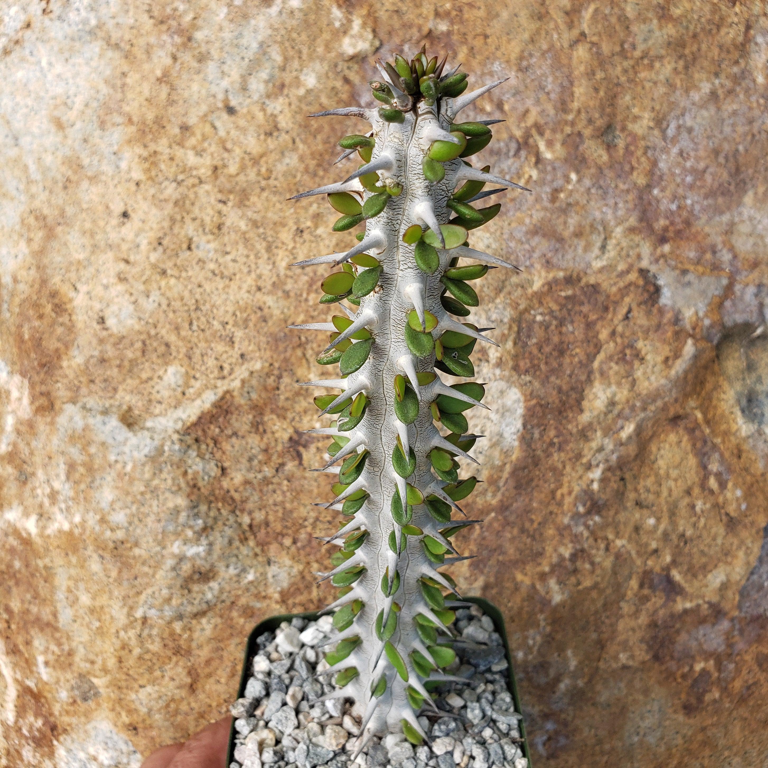 Madagascar ocotillo 'Alluaudia procera'